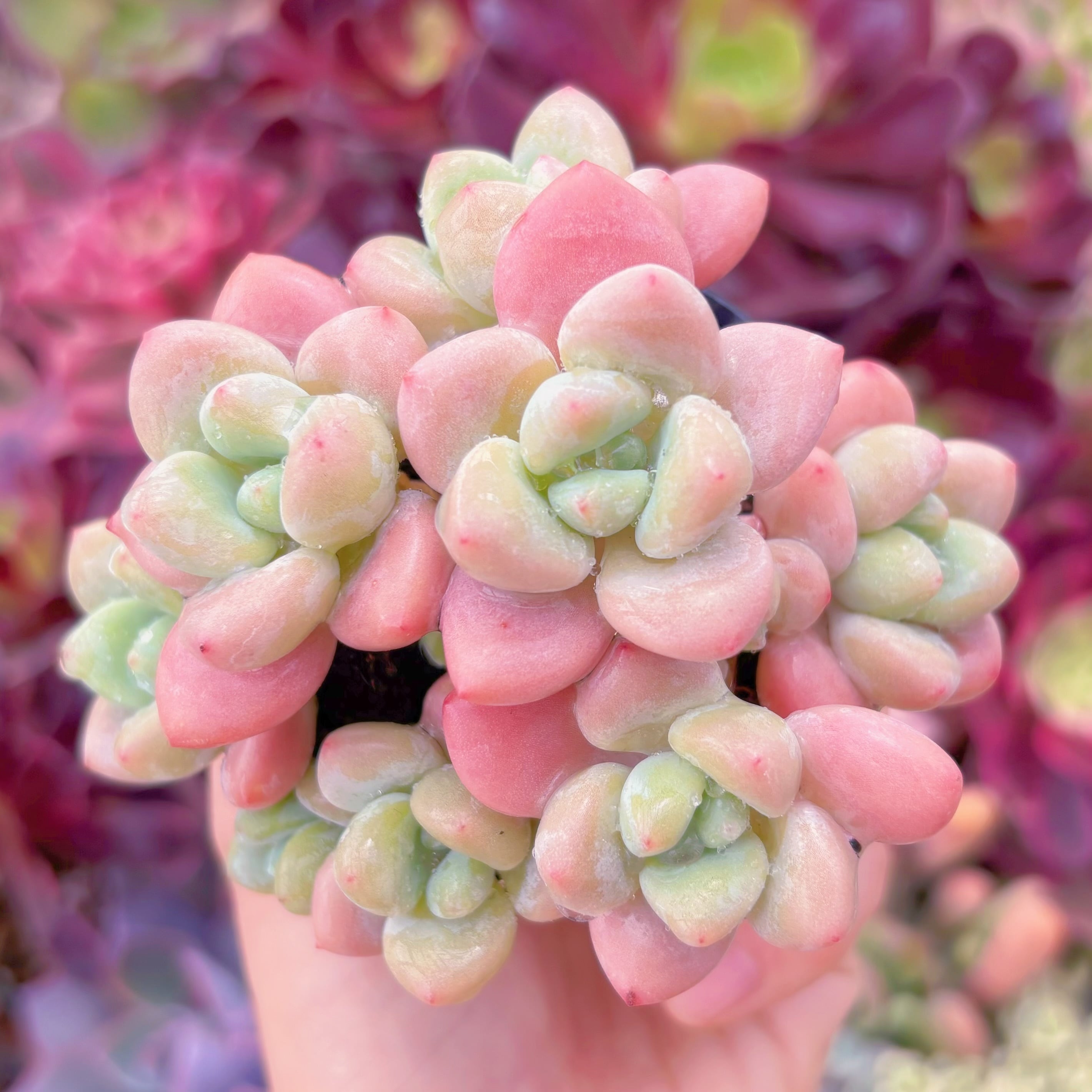 現品　マカロン#003　るる農園