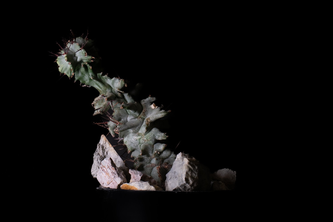 Habitat Style Euphorbia horrida