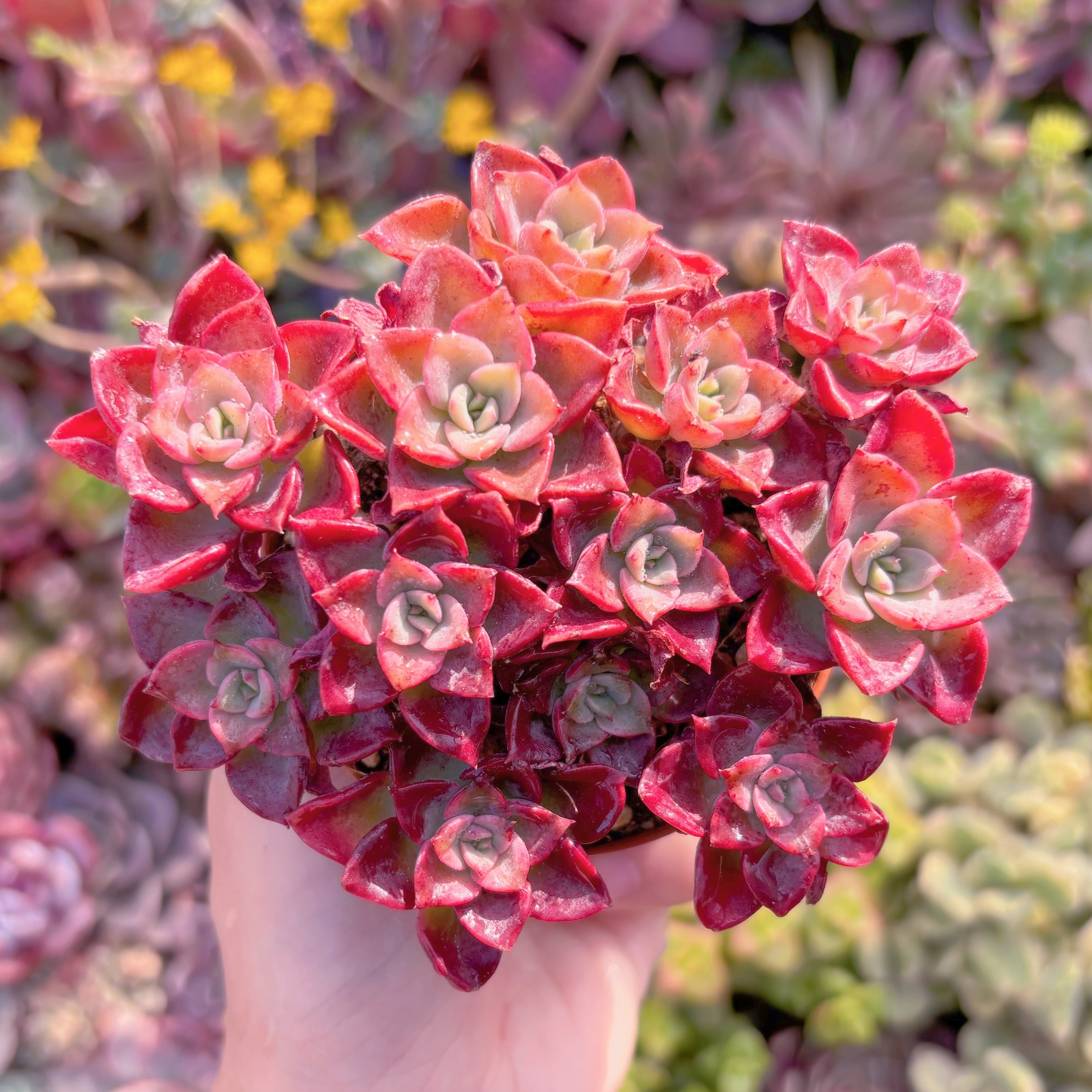 現品　ノーブル#3015　大群生　新入荷　るる農園