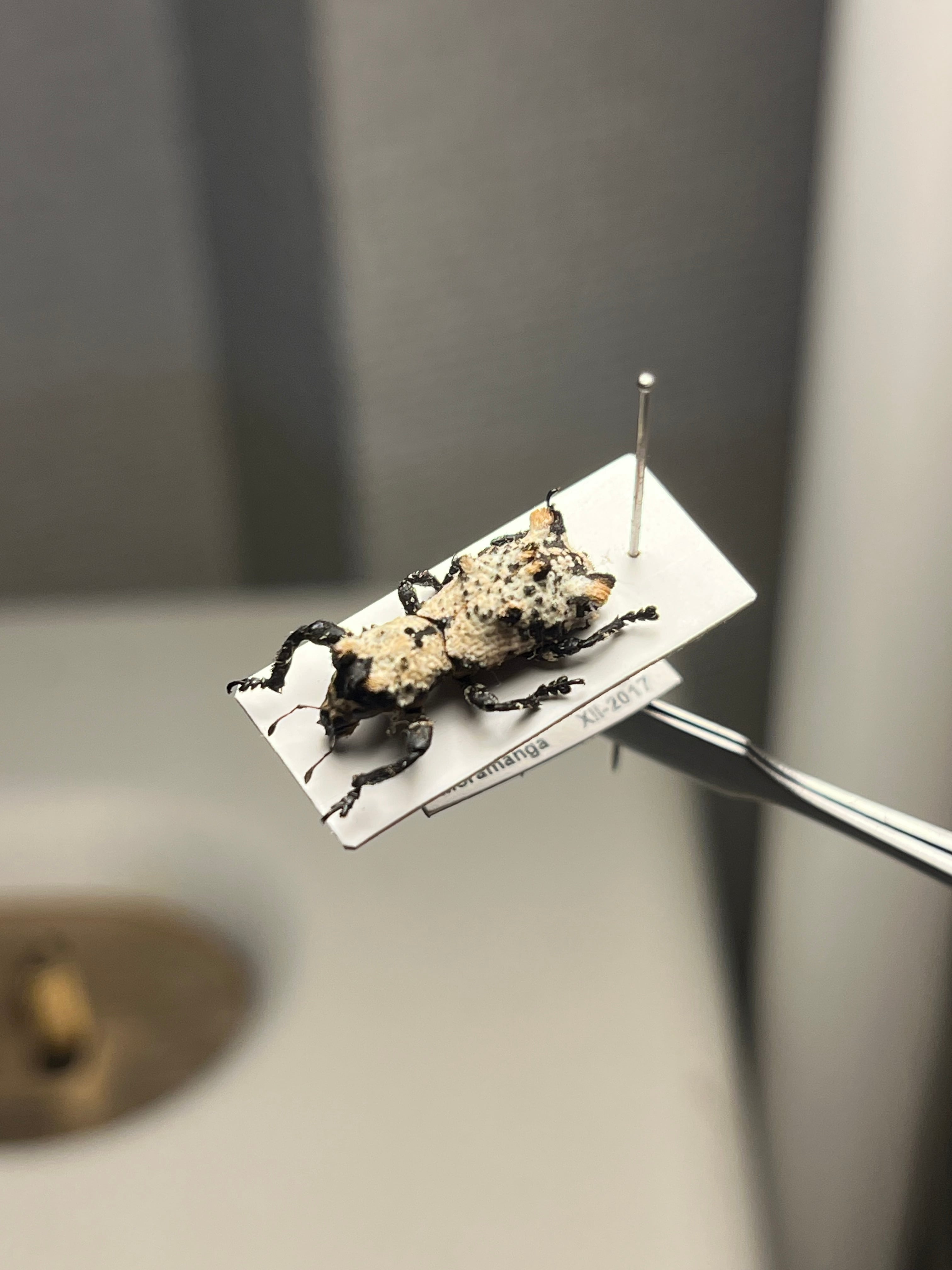 蜚開翅】ブラベルスギガンテウス ゴキブリの標本 レッドローチデュビア