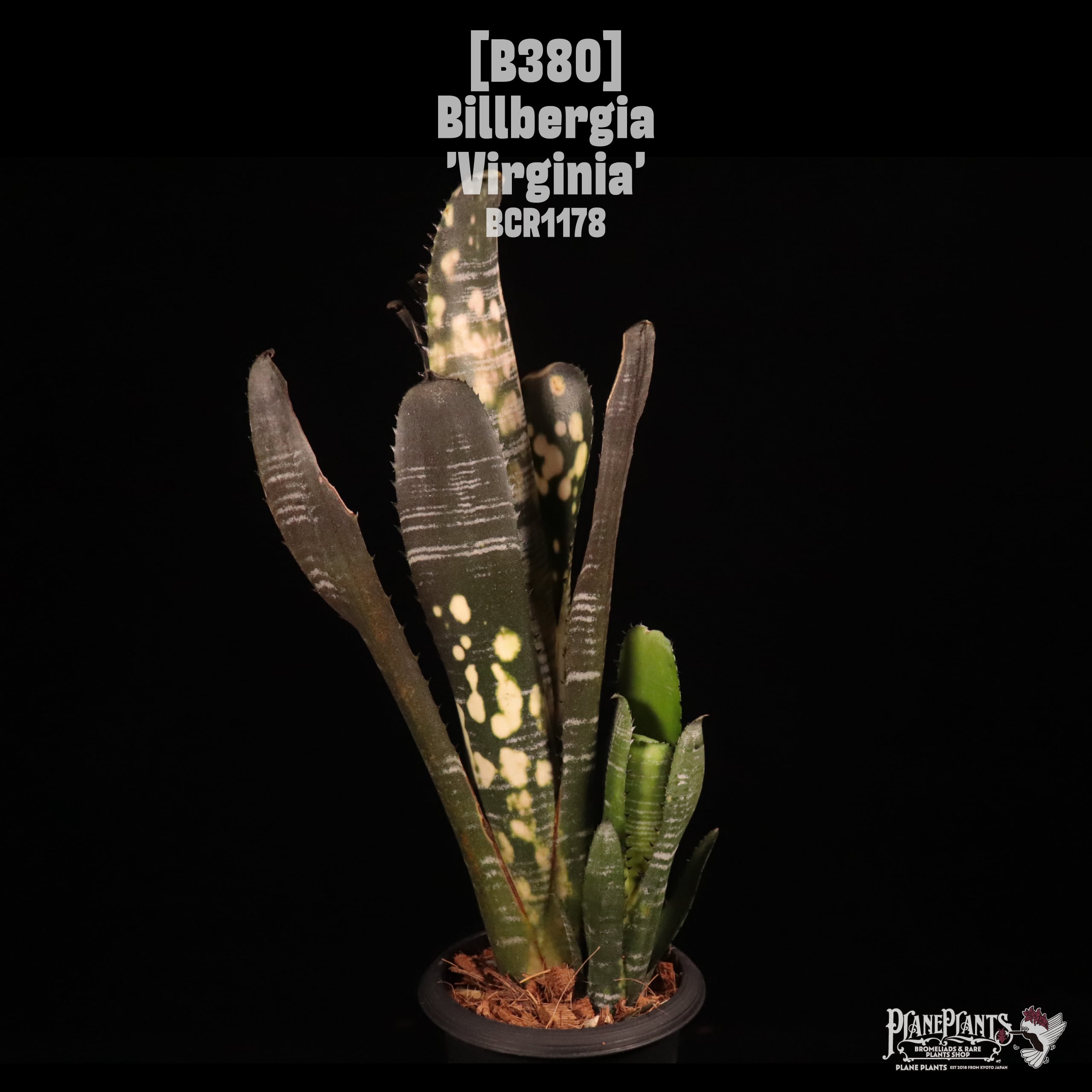 Billbergia 'Virginia'〔ビルベルギア〕B380