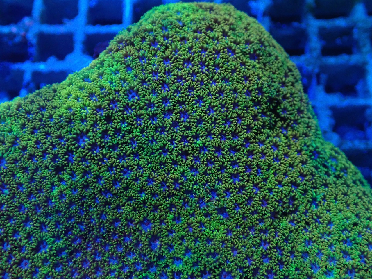 Goniopora FromMakassar Shortpolyp