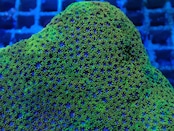 Goniopora FromMakassar Shortpolyp