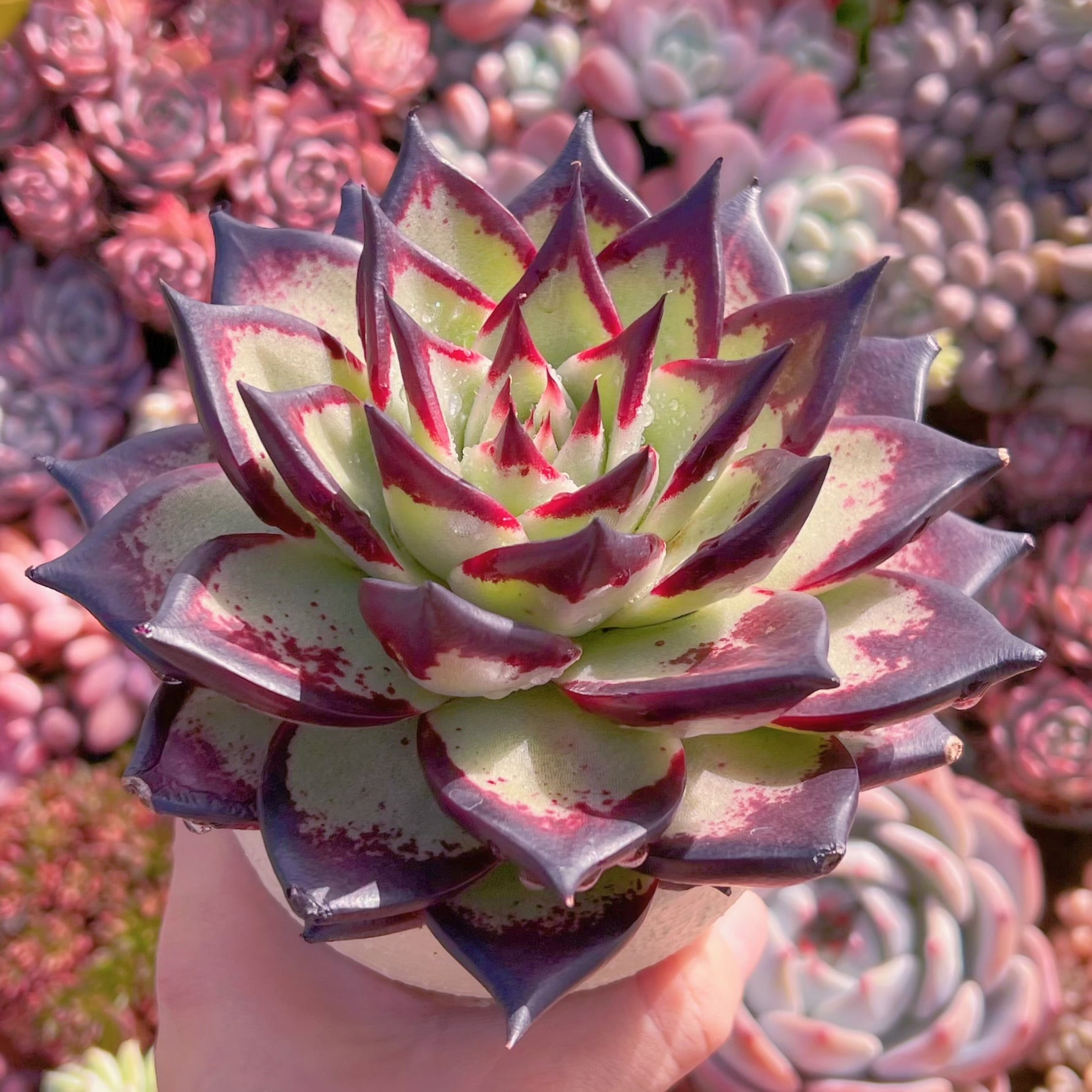 多肉植物 黒魔王 大苗 新入荷 るる農園 | るる農園~多肉植物専門