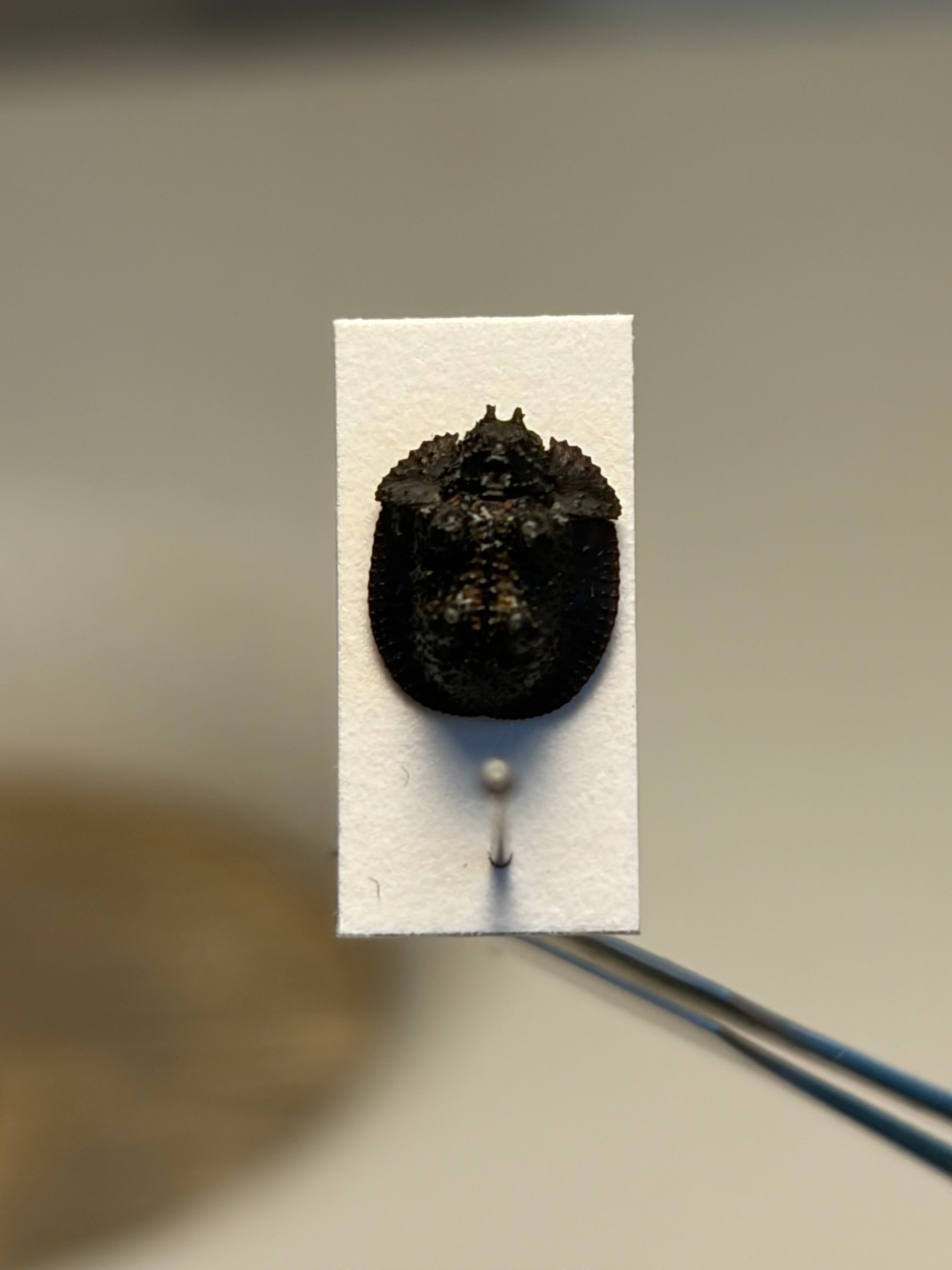 【6mm】胸が黄土色に染まったコブスジツノゴミムシダマ 標本ゾウムシカミキリ糞虫 6mm】胸が黄土色に染まったコブスジツノゴミムシダマ 標本ゾウムシ