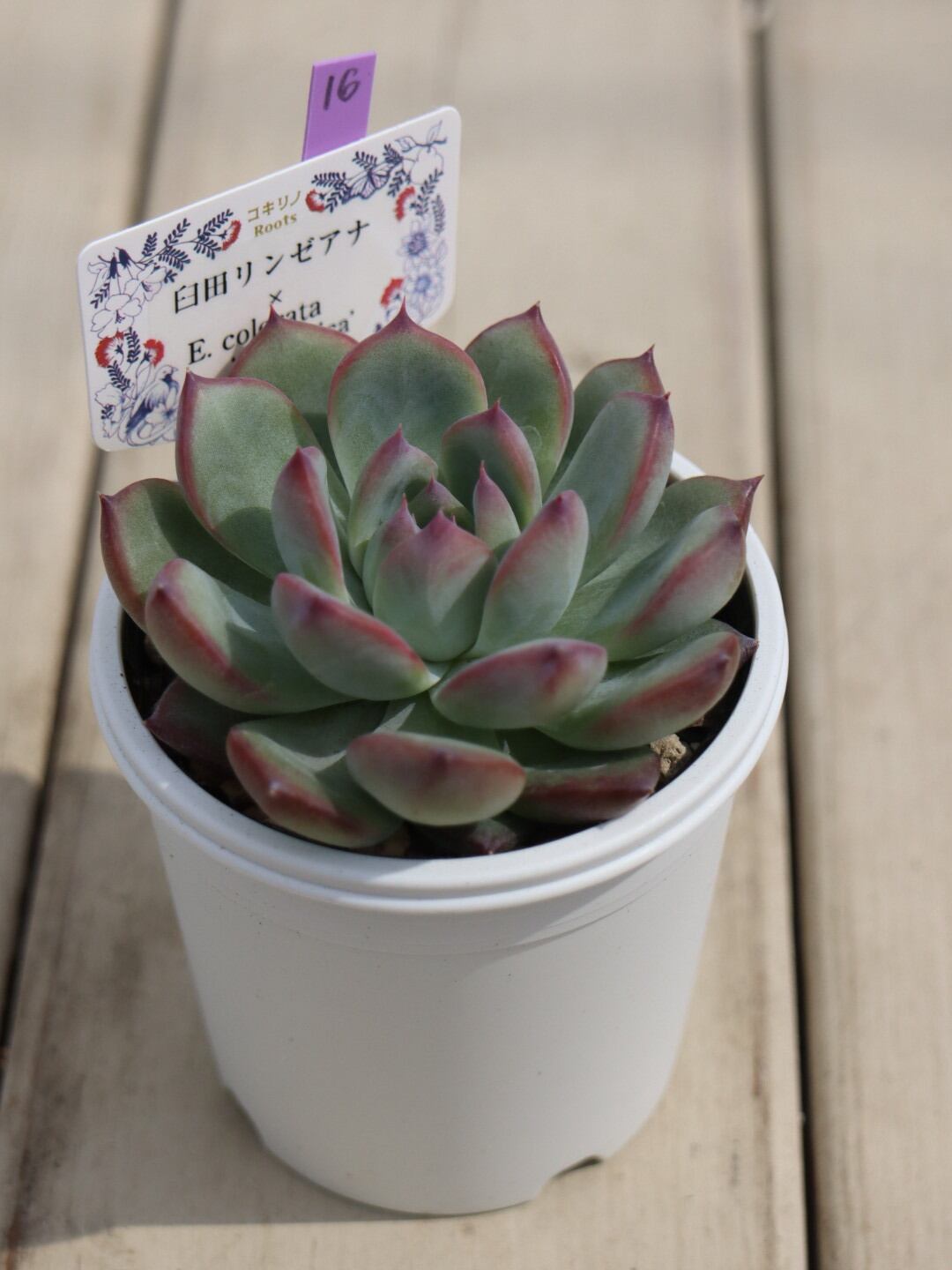 コキリノ苗　臼田リンゼアナ×コロラータ　アウテンティカ コキリノ苗 臼田リンゼアナ×コロラータ アウテンティカ