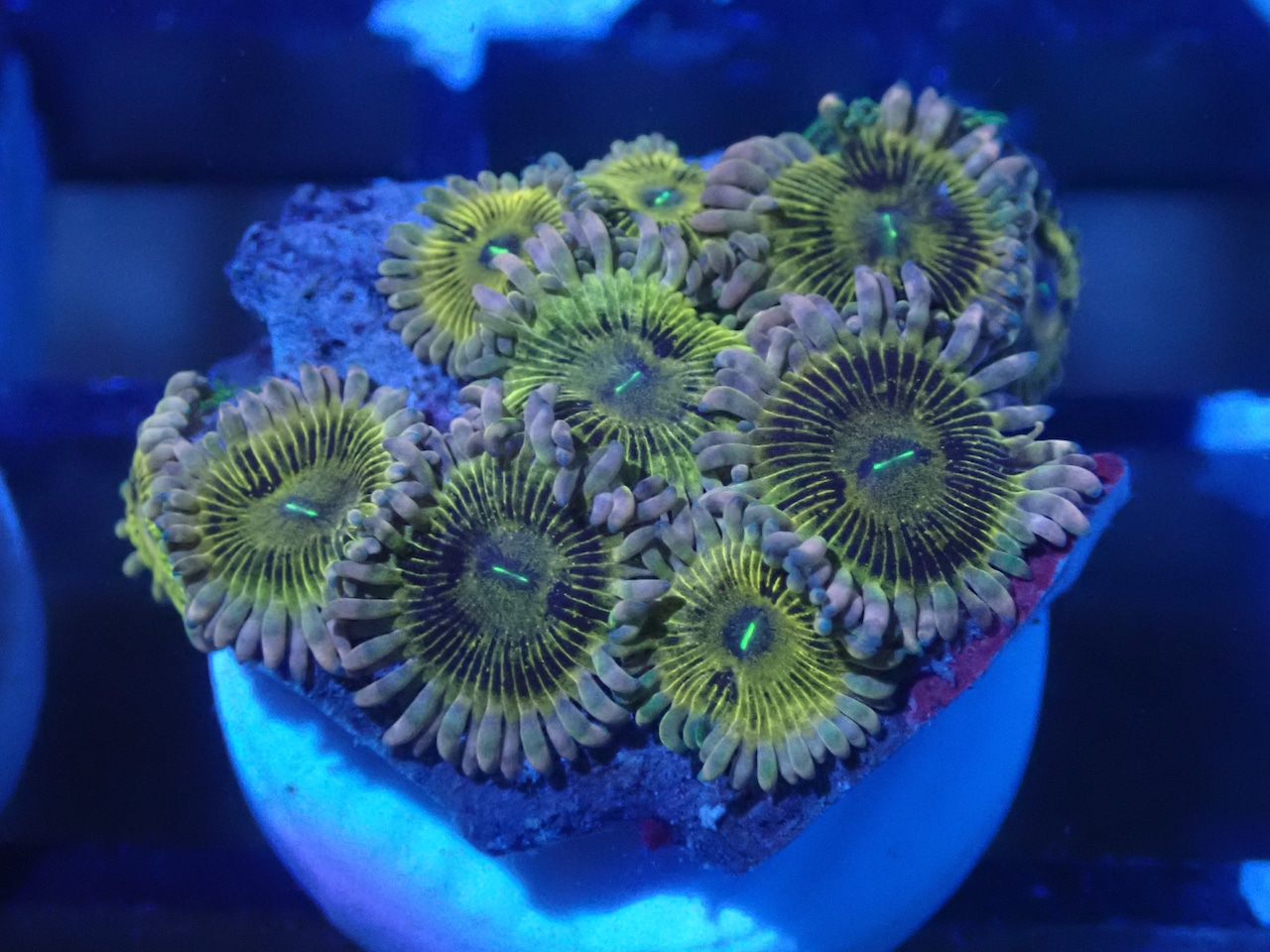JakartaZoa PinkYellow 3