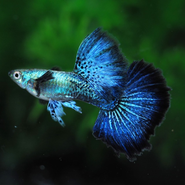 【現物】上物プラチナブルードラゴン　1ペア＋おまけ1ペア(No.1)