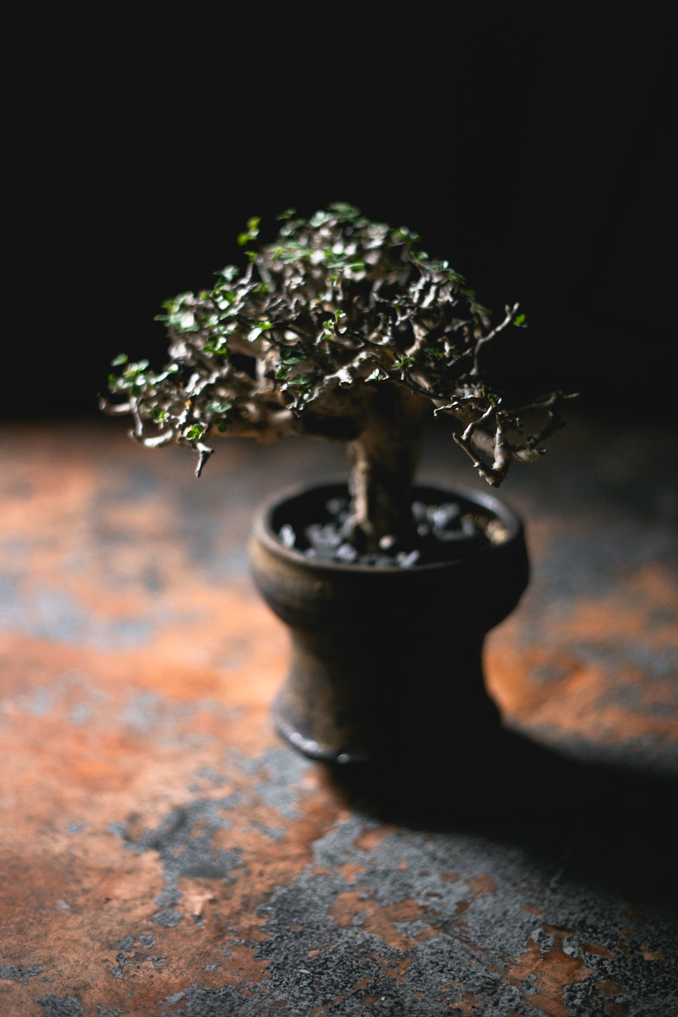 Commiphora stocksiana × 姫野翔太【最高の枝振りな灌木コーデックス