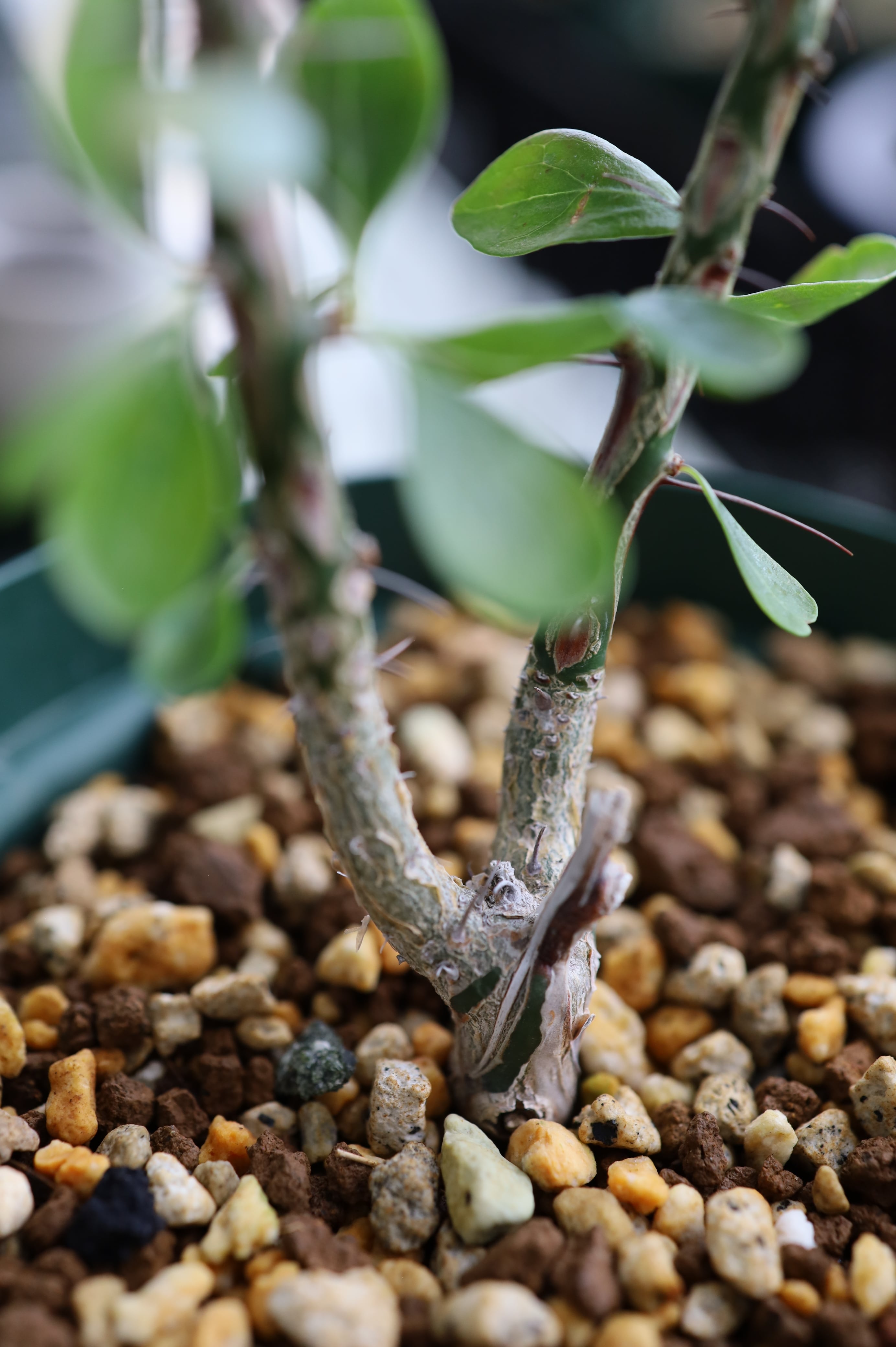 塊根植物 新芽付き Foquieria fasciculata フォークイエリア・ファシクラータ | Fouquieria fasciculata _B