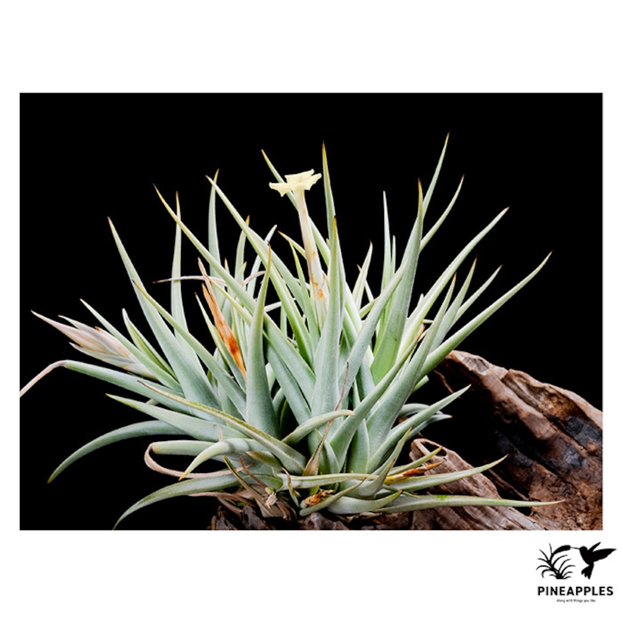 Tillandsia xiphioides var. lutea (Medium) - 3