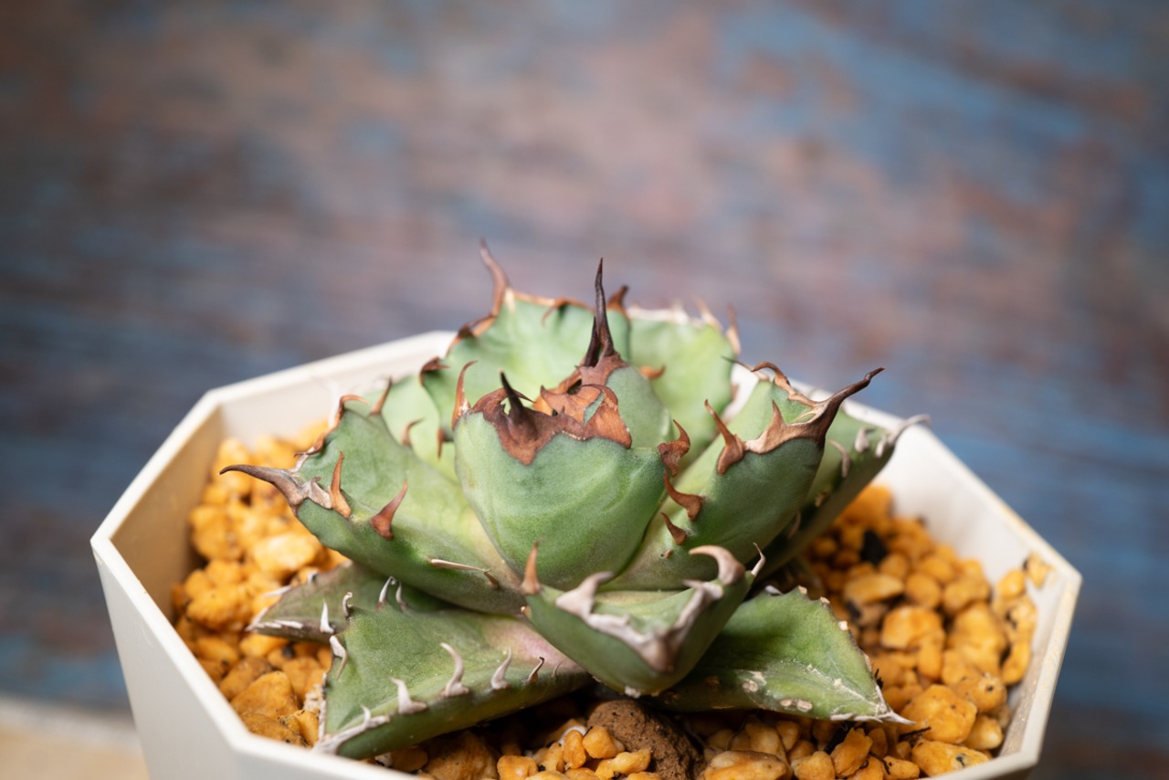 【国内株】アガベ チタノタ 姫厳竜⑥ 画像4