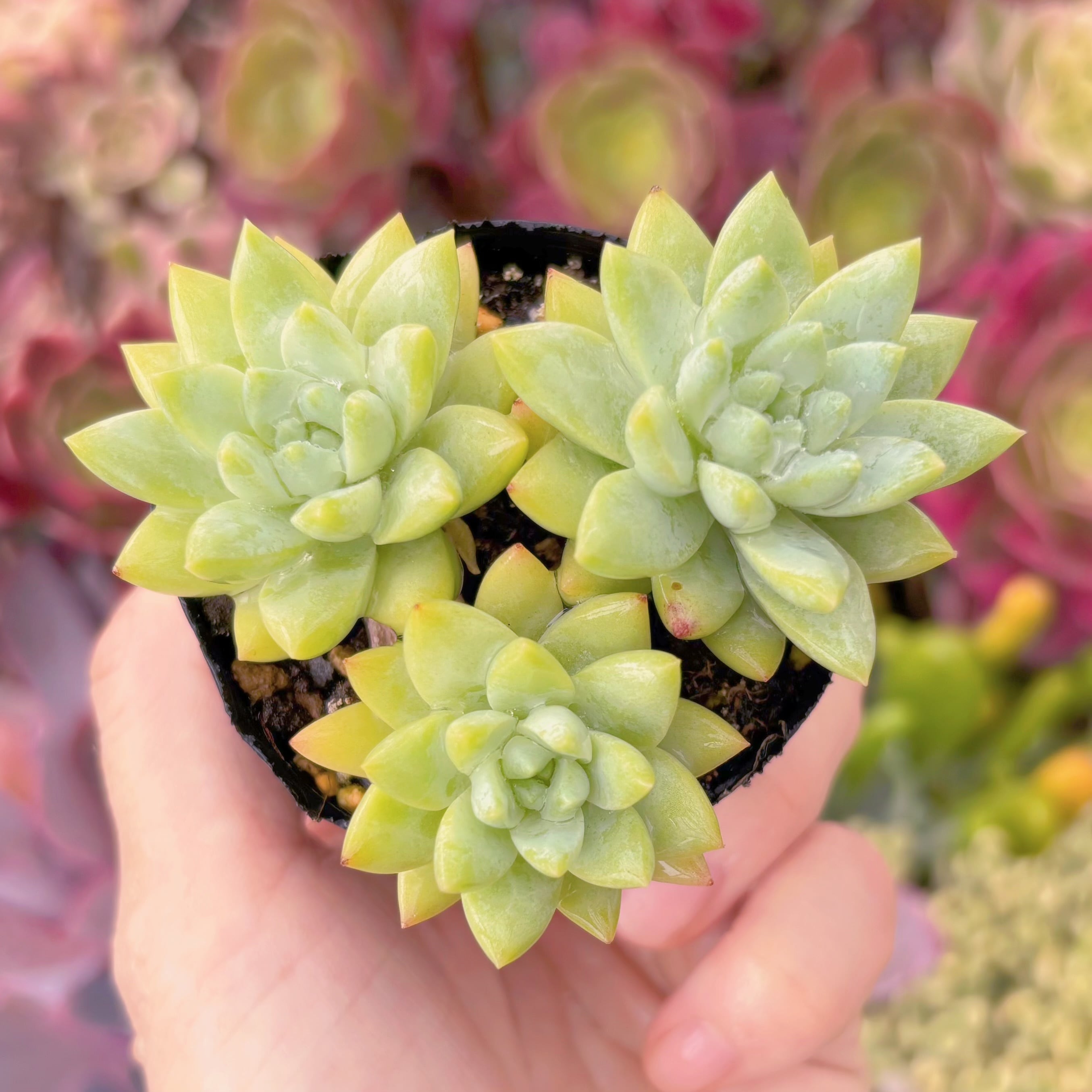 現品　樹氷#F095　るる農園