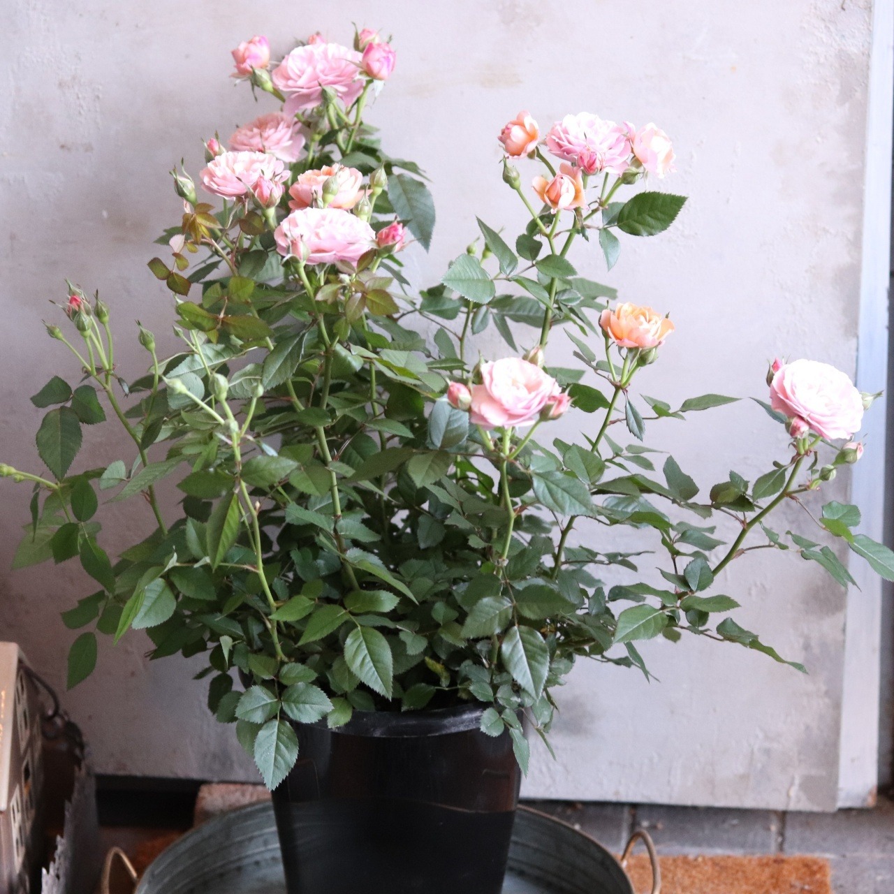 希少　四季咲きミニバラ　カーナハニーゴールド　芳香　おしゃれカラー　丈夫でよく咲く