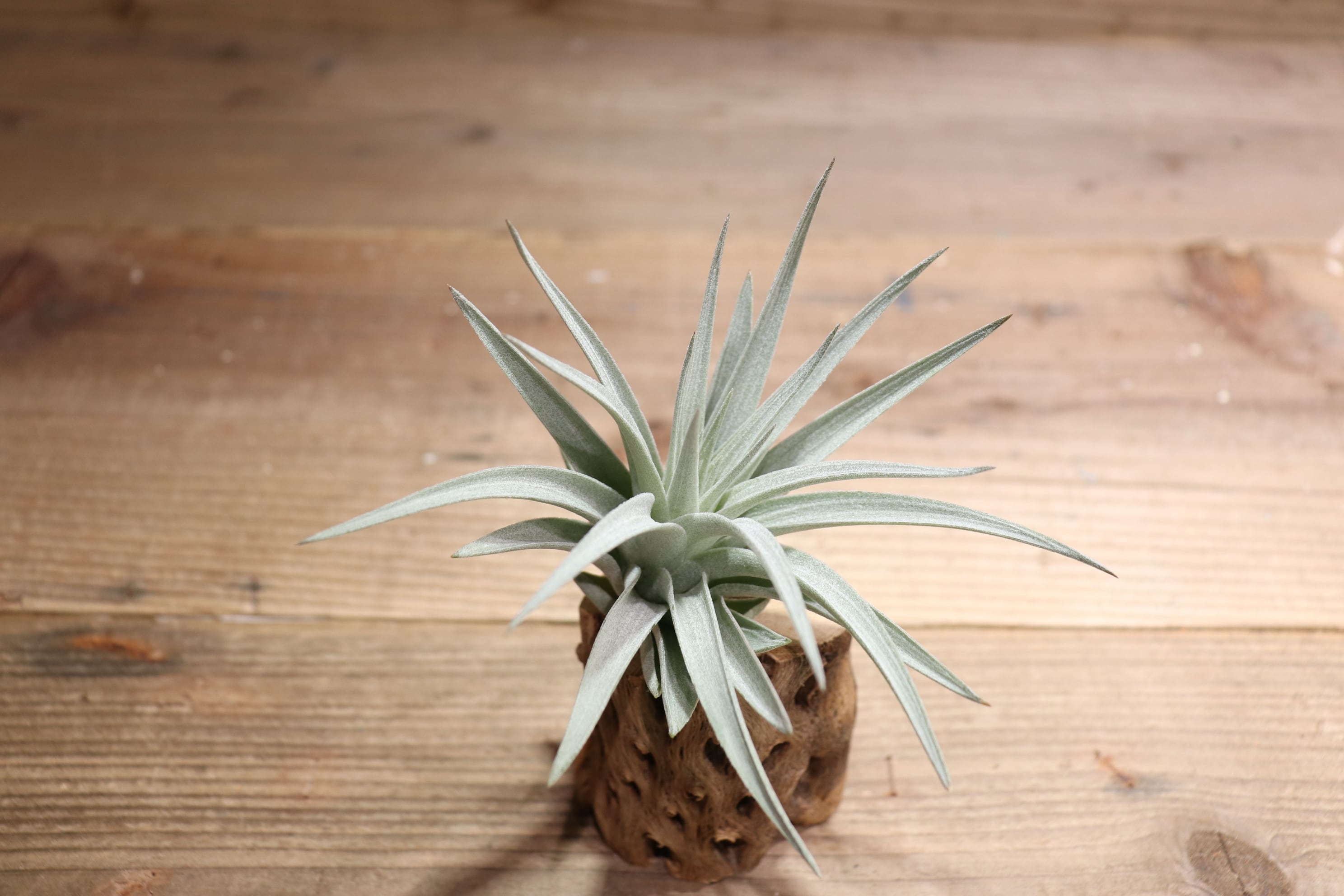 送料無料】recurvifolia (=meridionalis) S〔エアプランツ〕現品発送