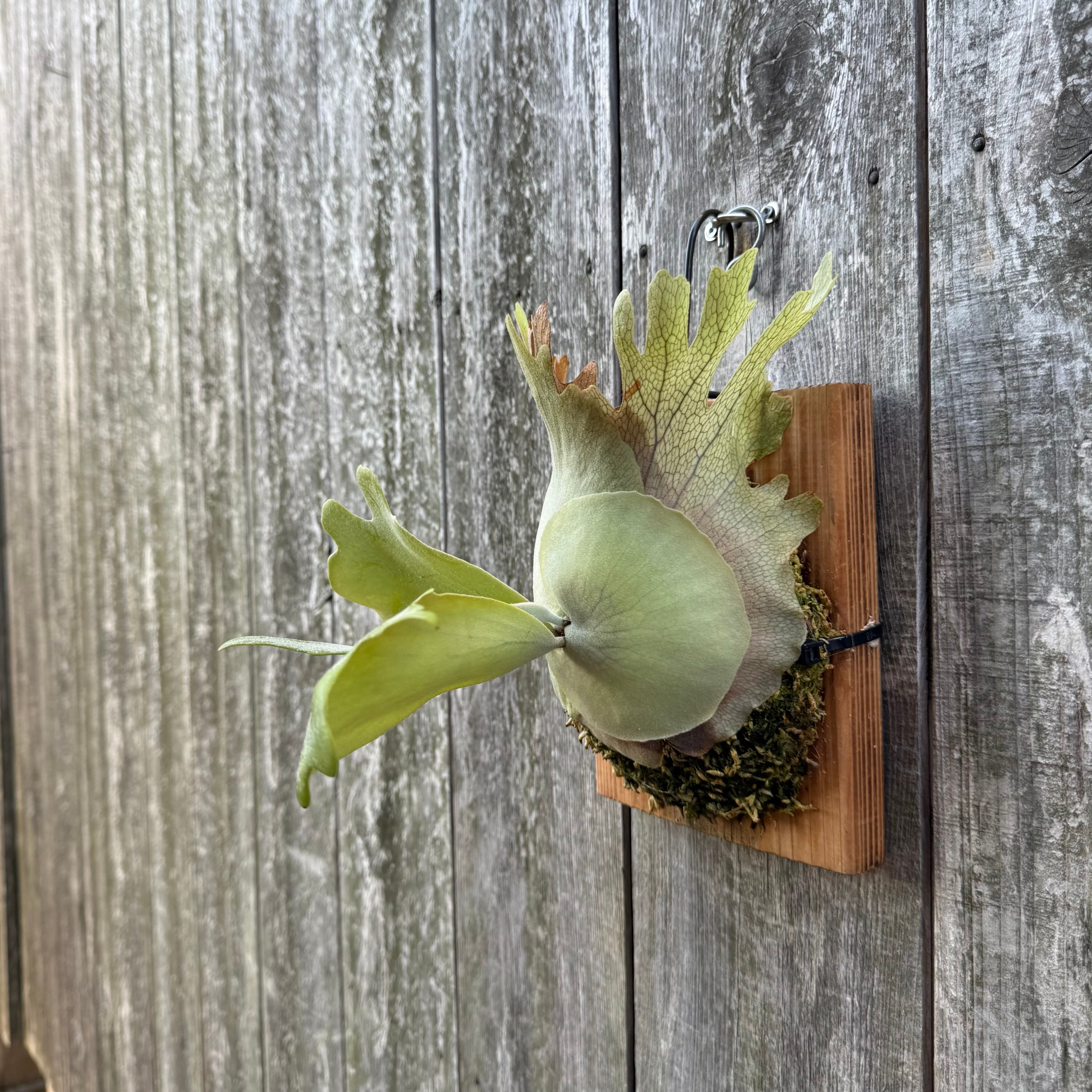 ビカクシダ P.willinckii Seiren pup P. willinckii cv. Seiren (pup) | naturefix
