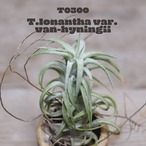 【送料無料】vanhyningii〔エアプランツ〕現品発送T0300