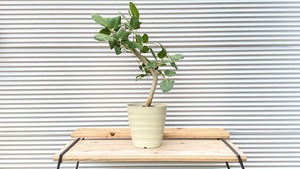 【観葉植物】フィカス　ベンガレンシス　8号鉢