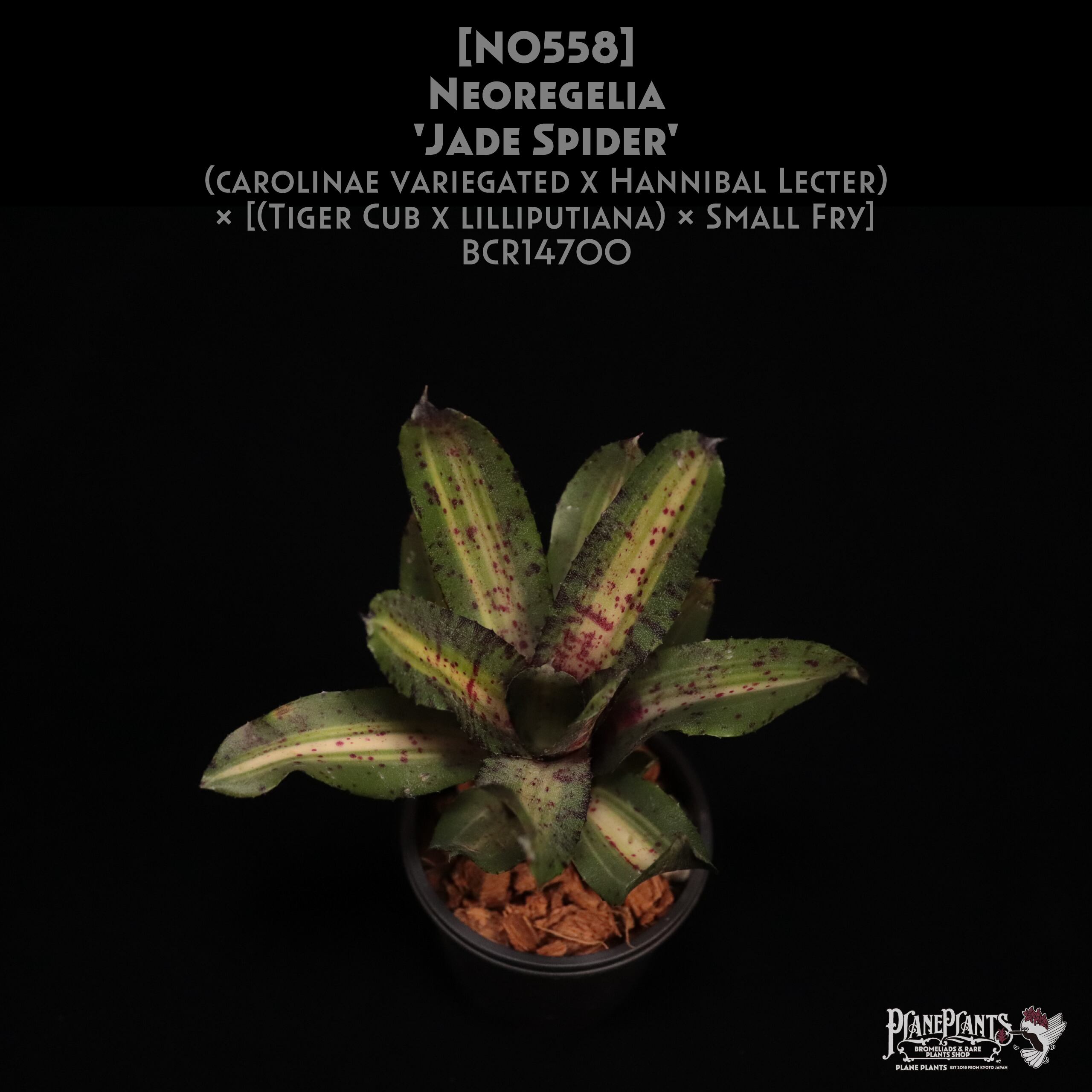 送料無料】Neoregelia 'Jade Spider'〔ネオレゲリア〕現品発送N0558