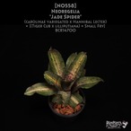 【送料無料】Neoregelia 'Jade Spider'〔ネオレゲリア〕現品発送N0558