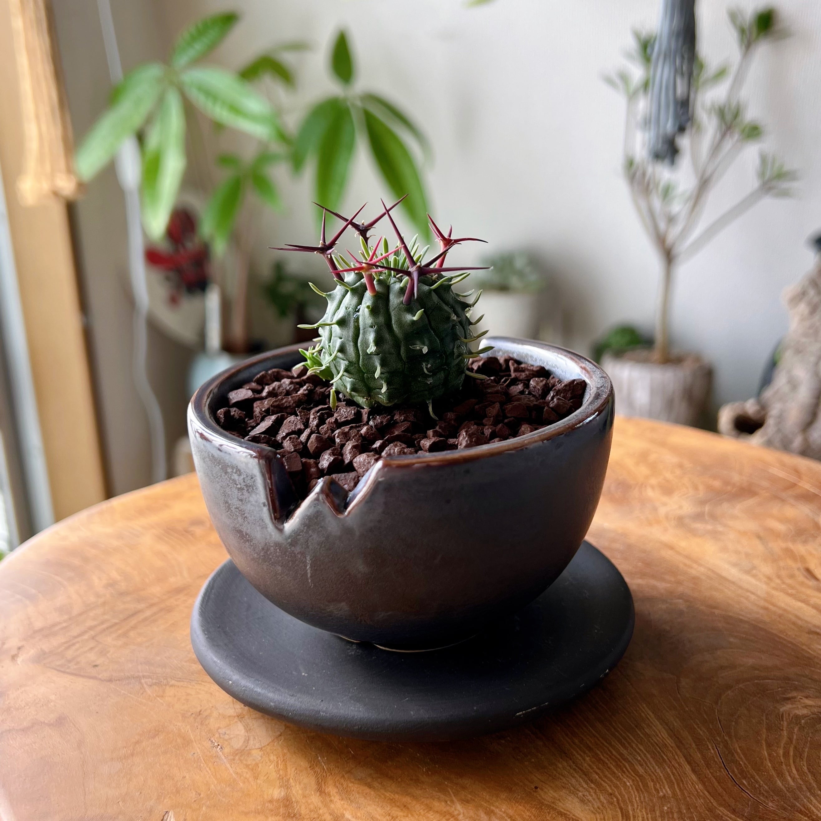 期間限定販売】吊り鉢付き観葉植物／ホヤ・オブスクラ | UEKITO
