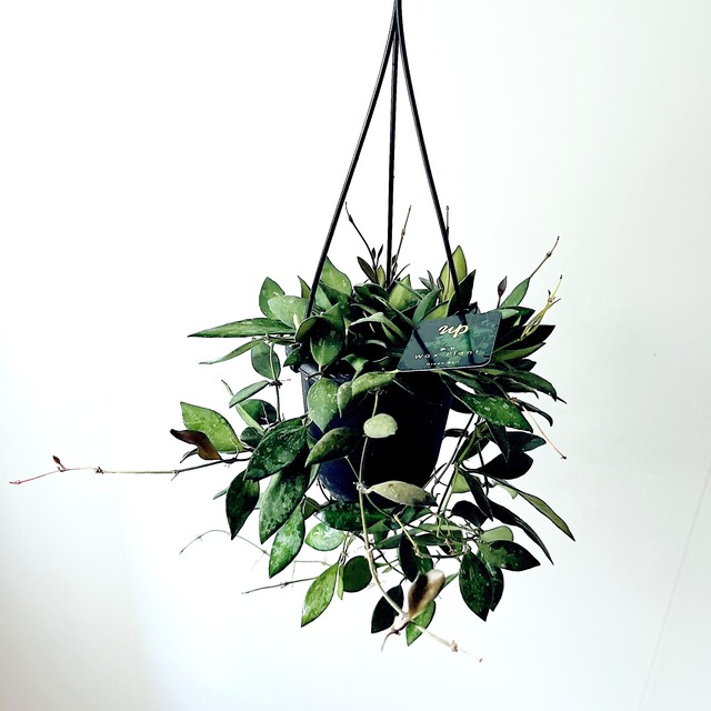 【再入荷】ホヤ NAP16｜GreenBell × calm cafe