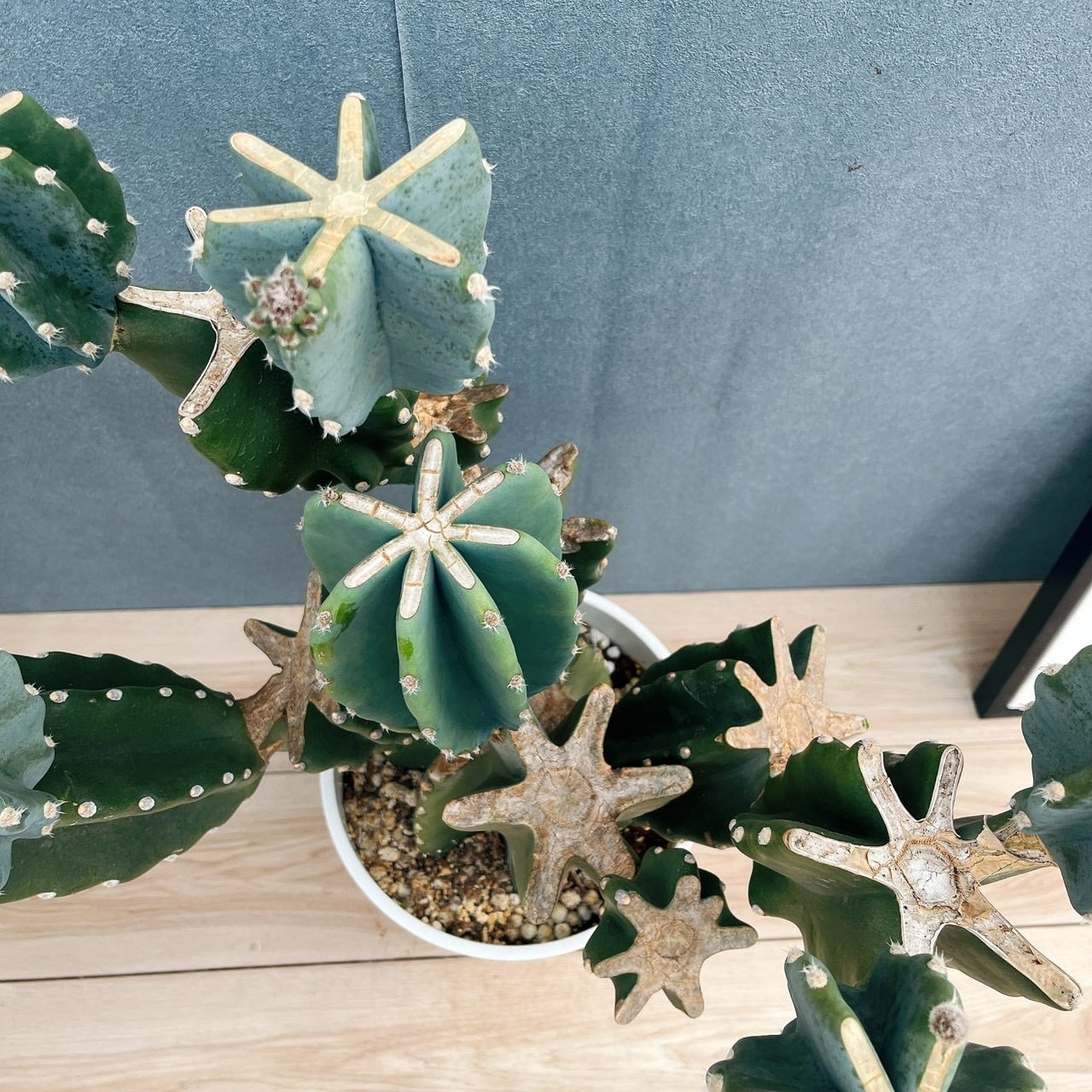 ［現品］6番　柱サボテン　鬼面角 ブランチ　8号　室内　大型　多肉植物　人気 現品］32番 柱サボテン 鬼面角 ブランチ 8号 観葉植物 室内 大型 多肉