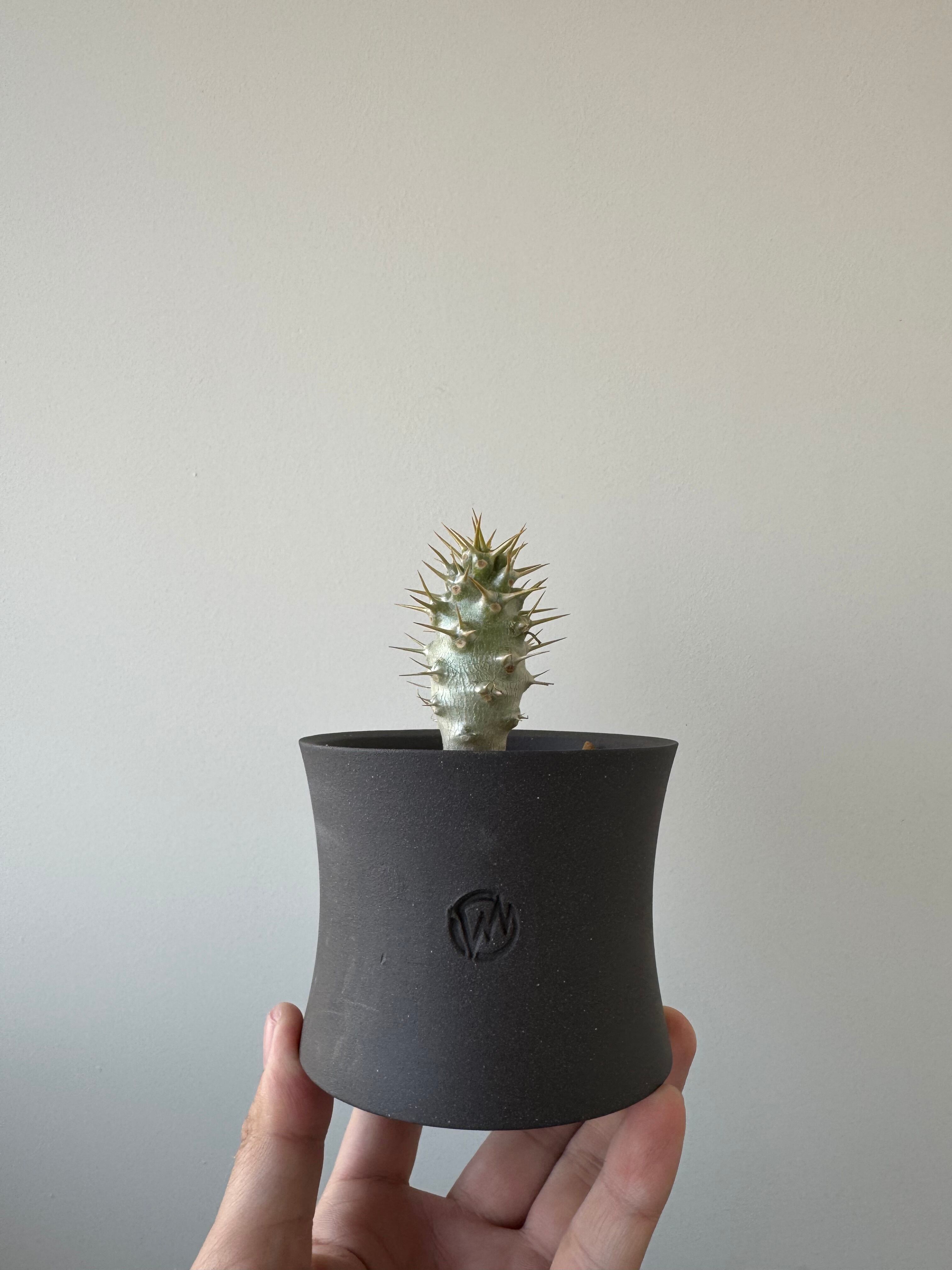 【新着】Pachypodium Ambongense × GHOST【希少種】パキポディウム アンボンゲンセ