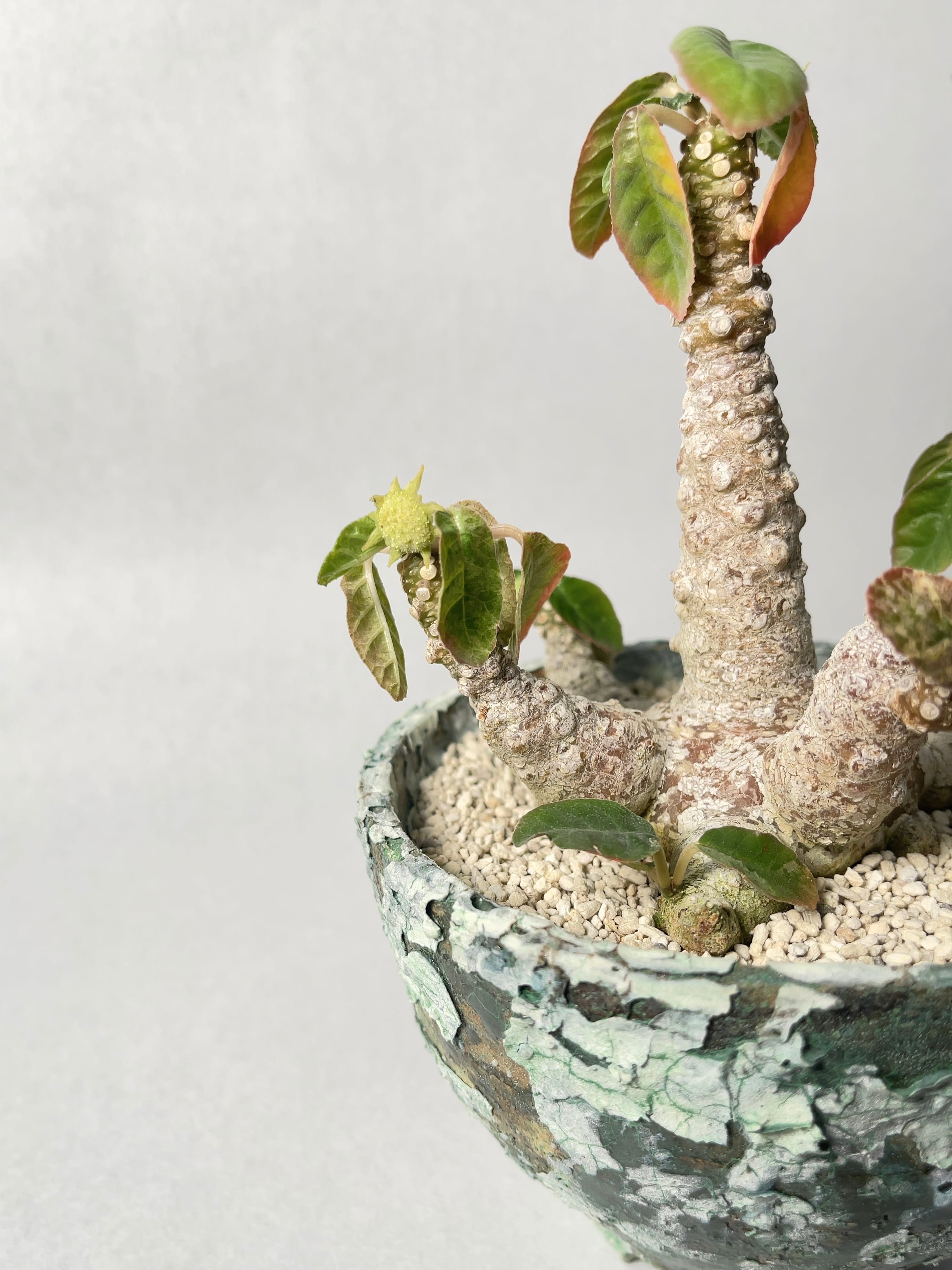 ニ6027 「多肉植物」ドルステニア フォエチダ 大【発根・サボテン