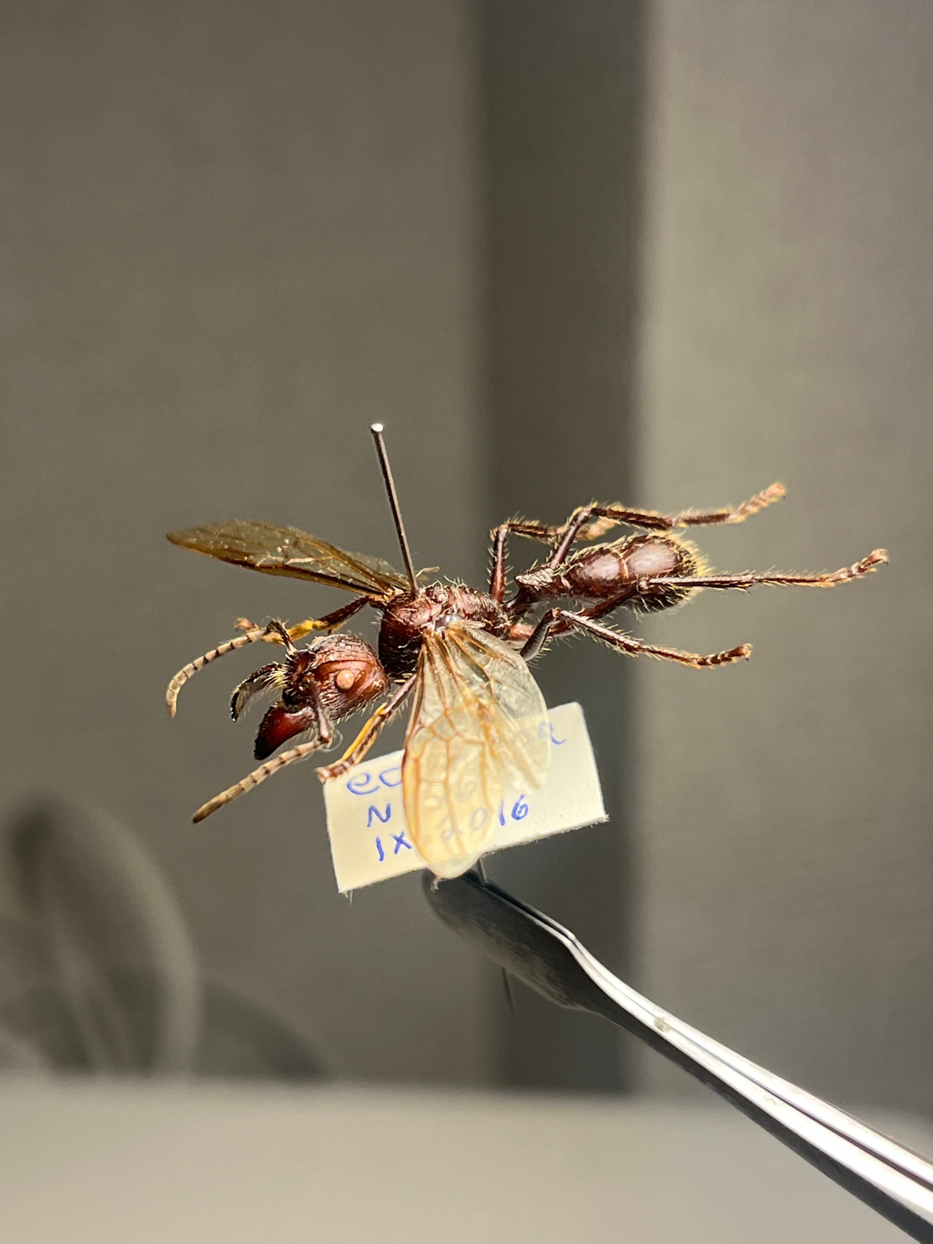 開翅標本】パラポネラ アシナガアリ いきもの大図鑑 蟻 クロオオアリ