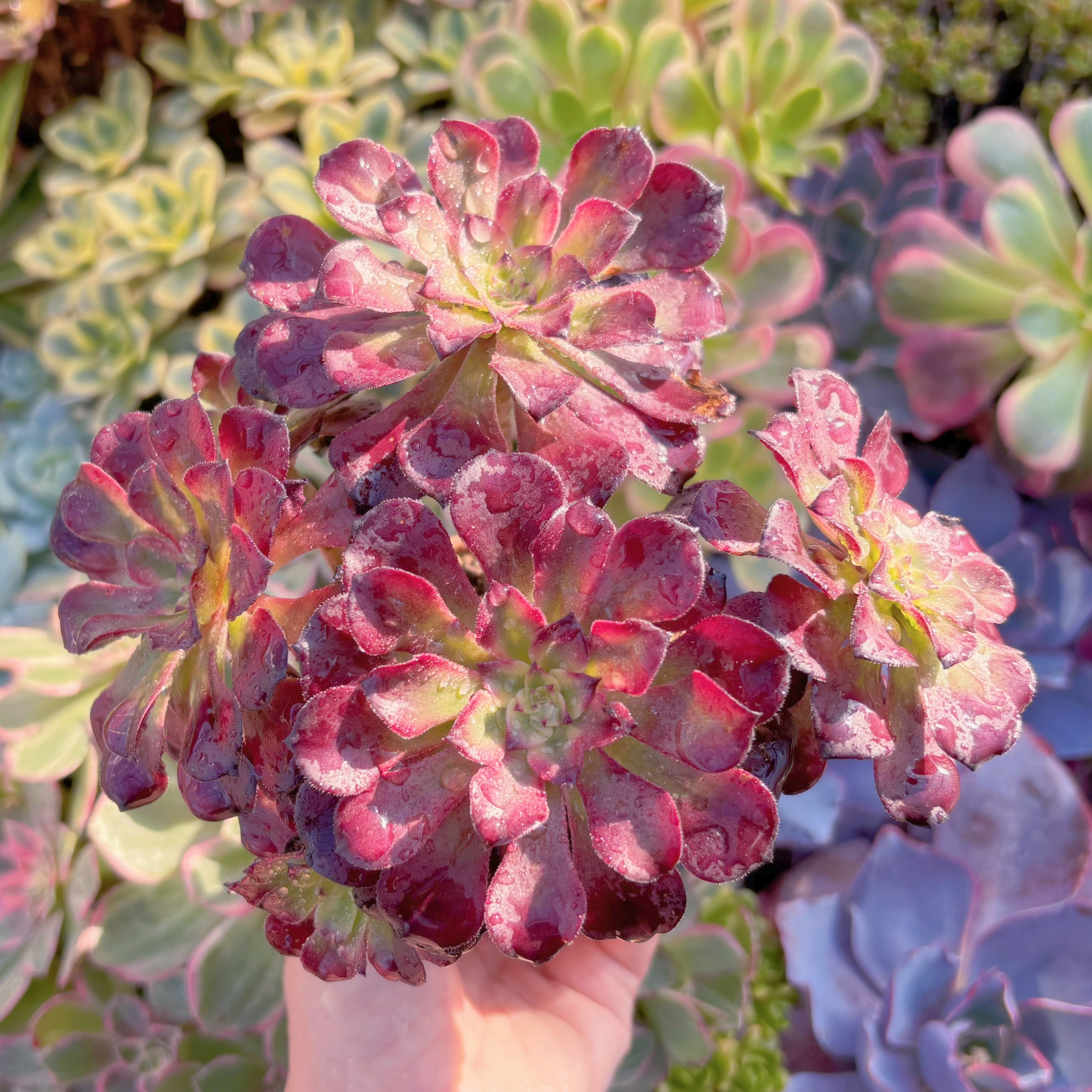 現品　花蝶#688　群生　新入荷　るる農園