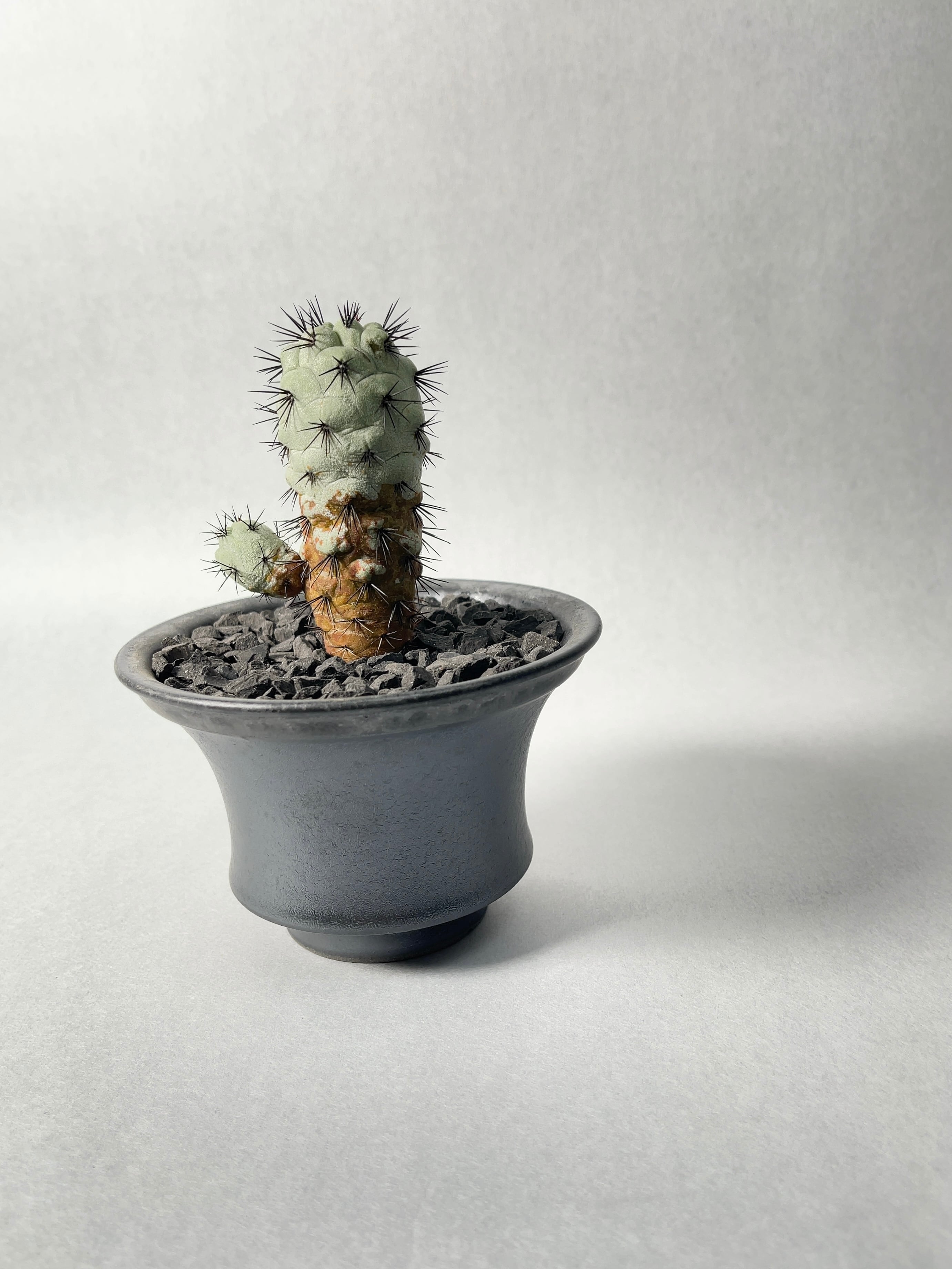 オルテゴカクタス・マクドガリー | trigger