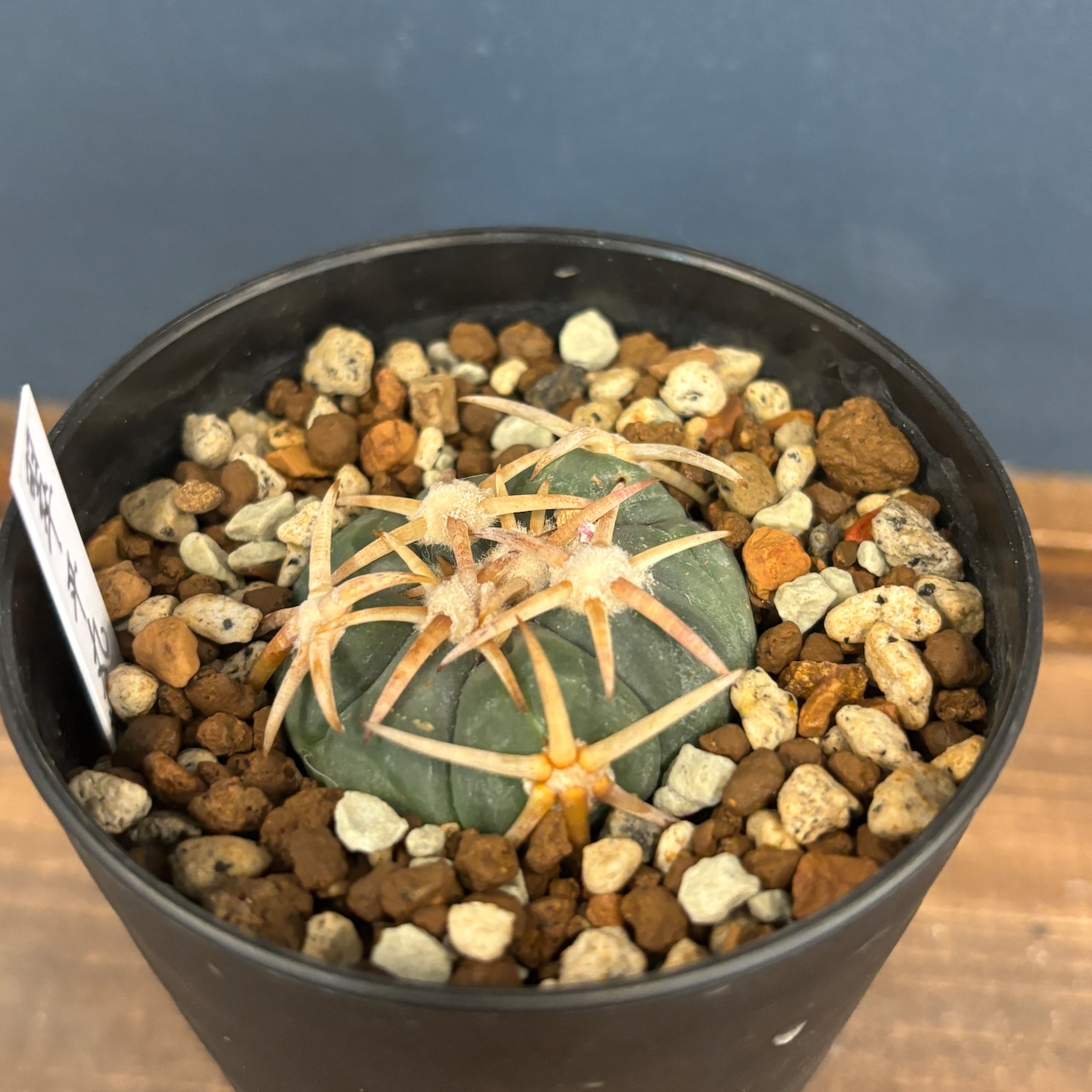 サボテン エキノカクタス 翠平丸 接ぎ降ろし【709】