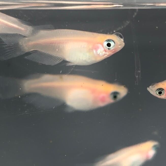 【極上】黄金楊貴妃（おうごんようきひ）ゴールデン・パンダ　ＢＩＧサイズ　即戦力　