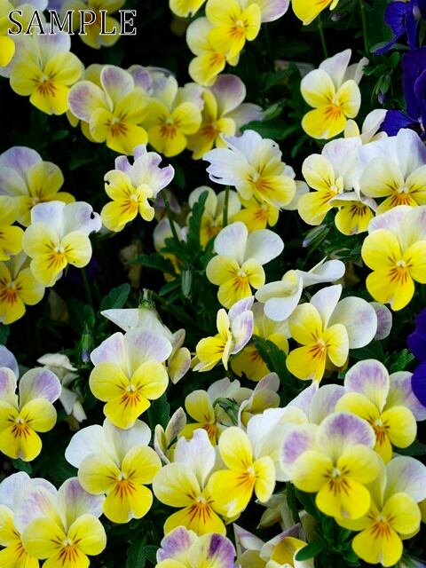 長岡天満宮　花彩々　JPEG (4)