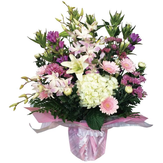 アガベ ベネズエラ | Strawberry Fields