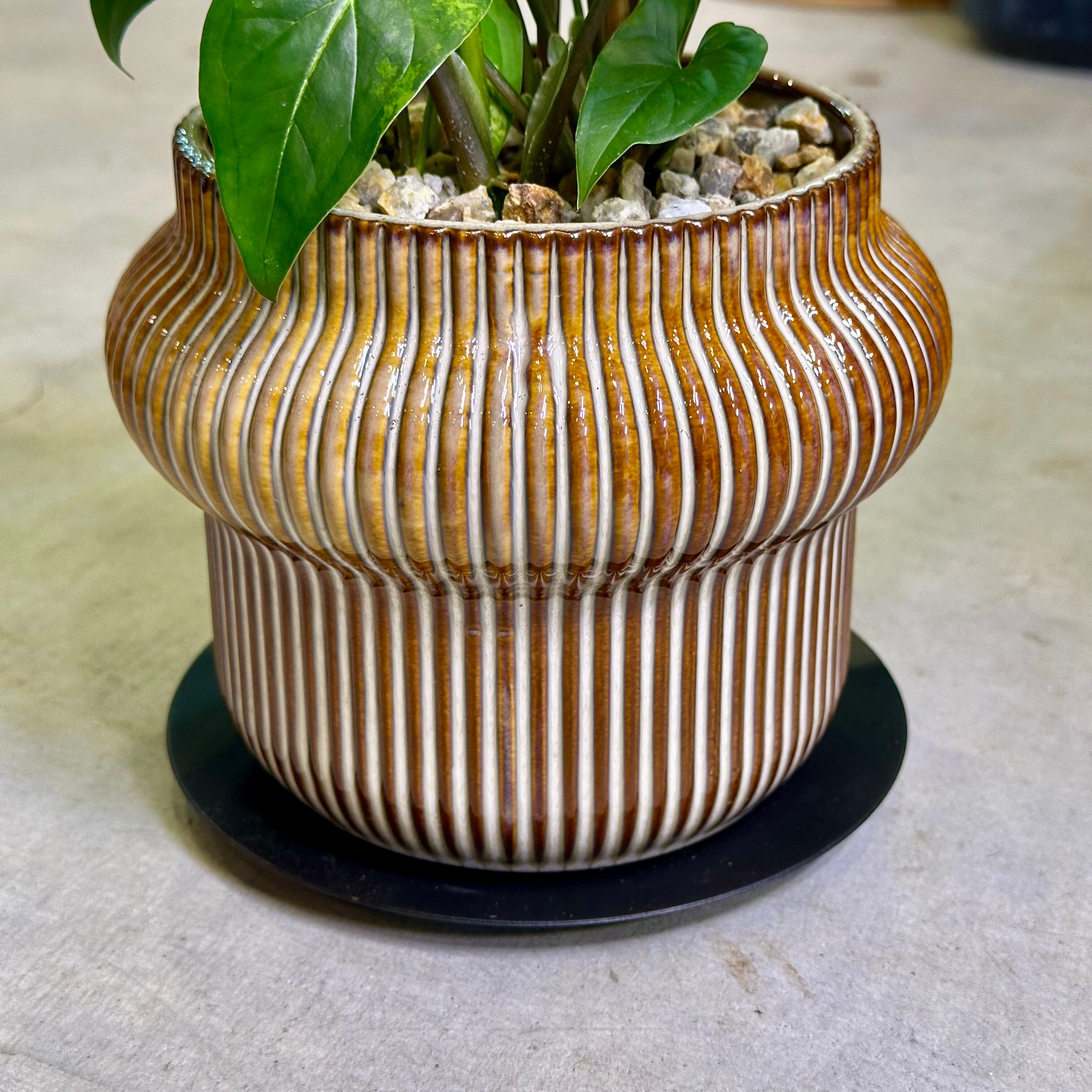 シンゴニウム・フレンチマーブル | barrelplants_BONSAI