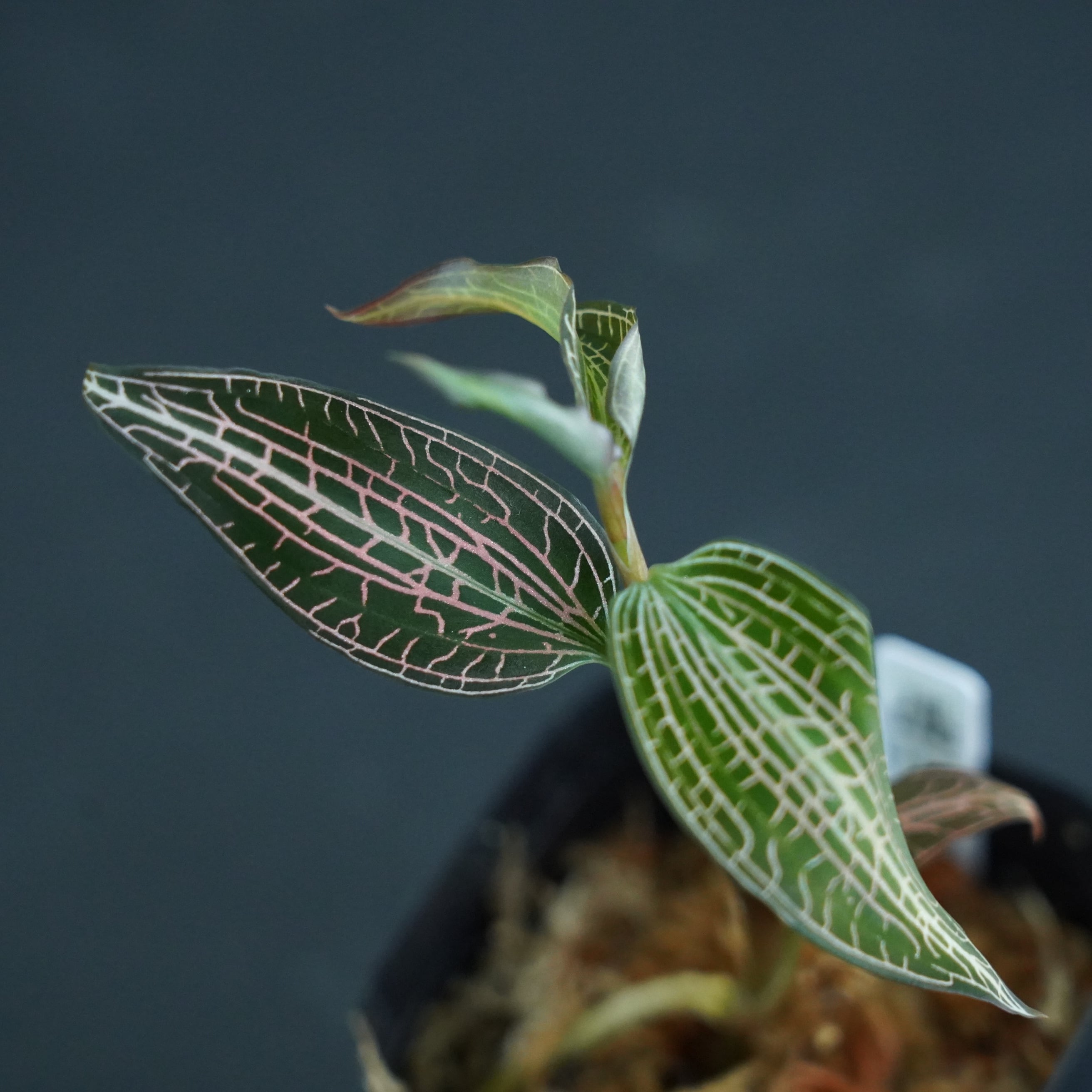 ◆現品◆Goodyera sp. 'Red Ruby'【ジュエルオーキッド宝石蘭/TheGAKI】#604