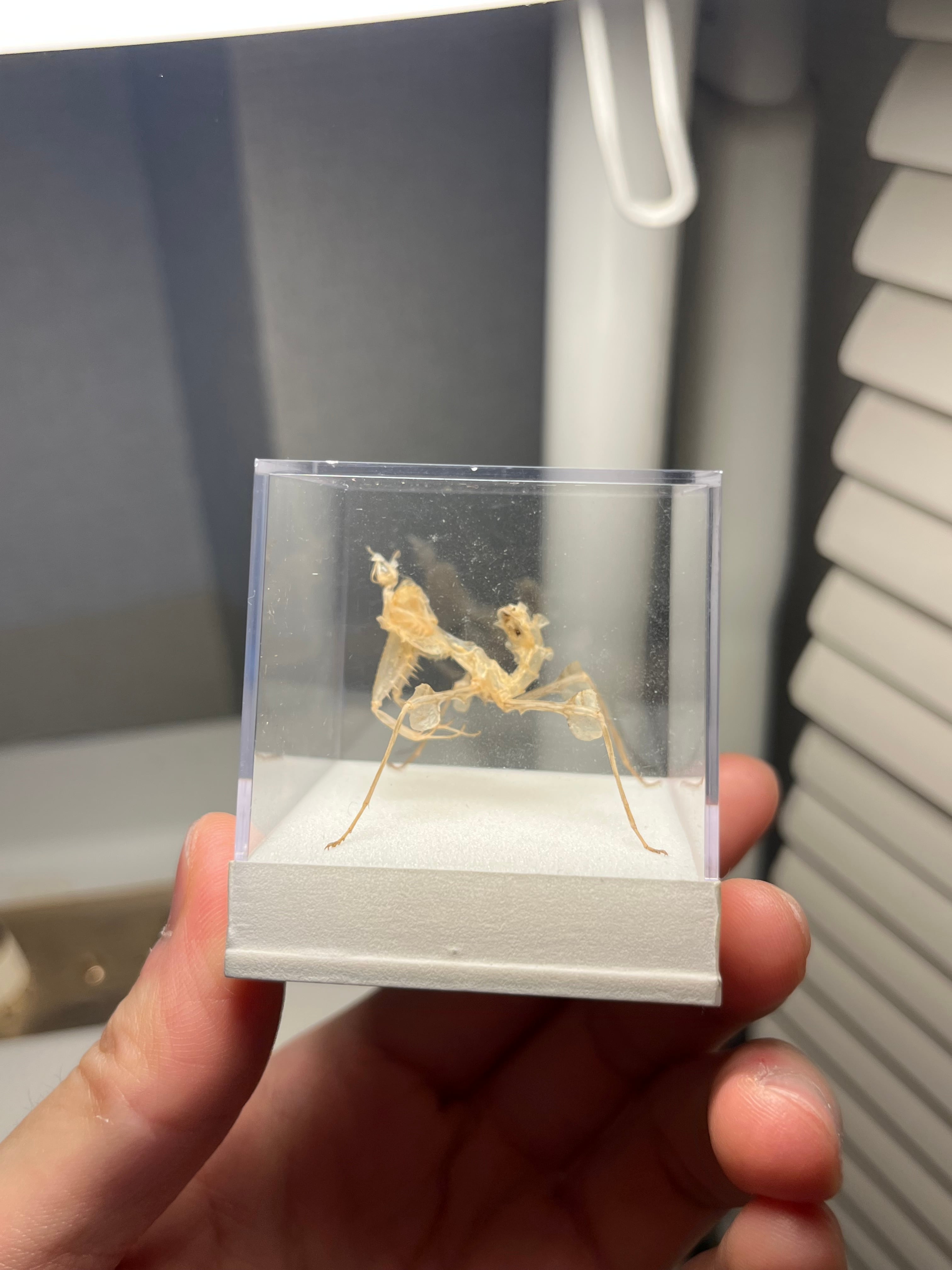 極美】ハラビロカマキリ Hierodula 昆虫標本 スパイダーマンティス