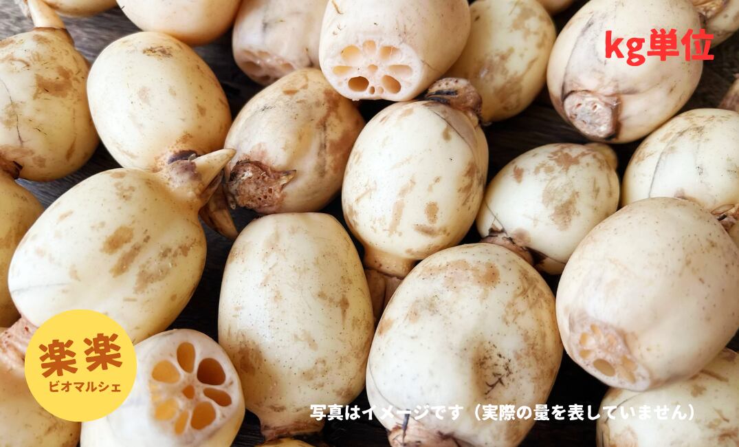 レンコン(大容量お得サイズ・kg単位)