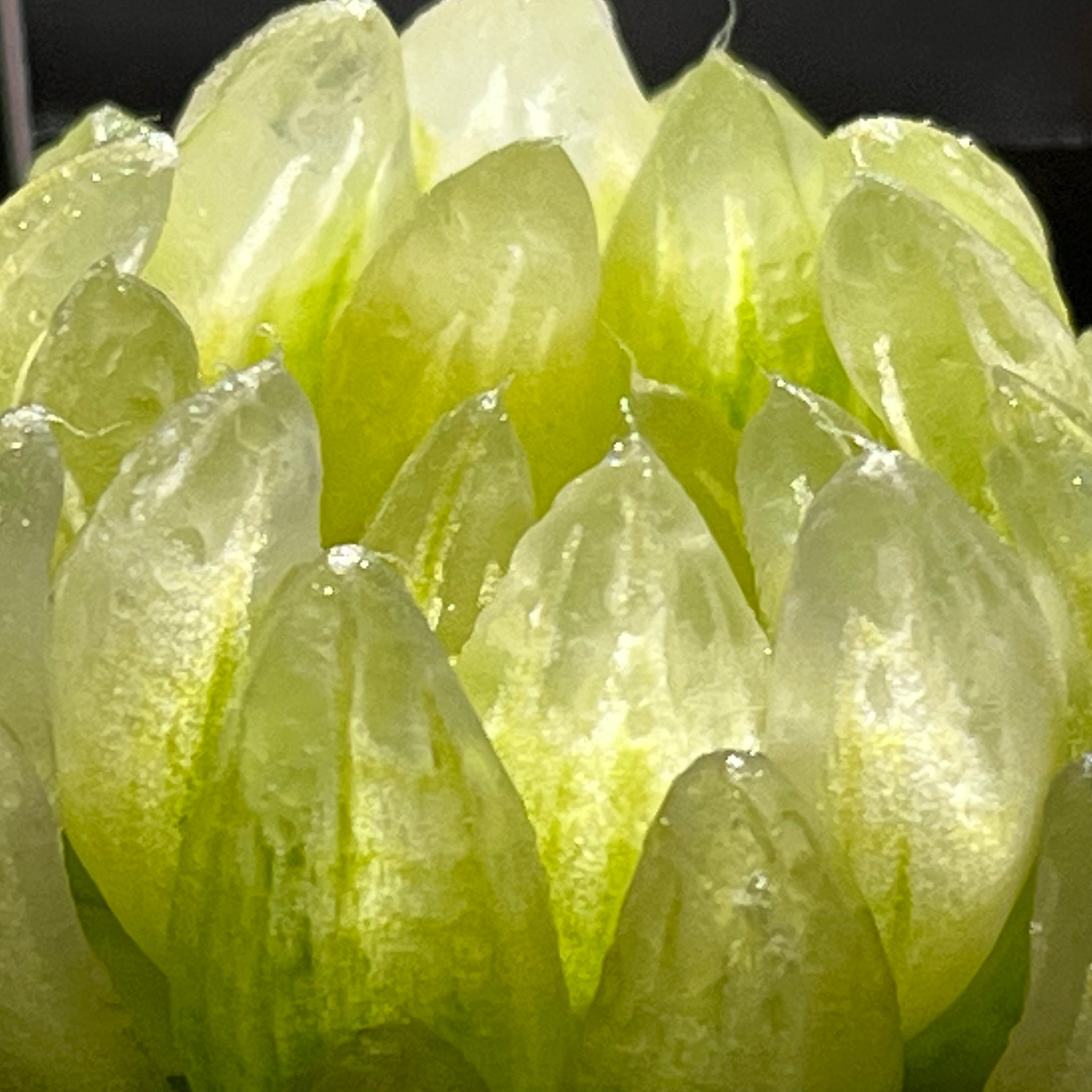 ハオルチア 太陽の恋人(微発根) | mocono_plants