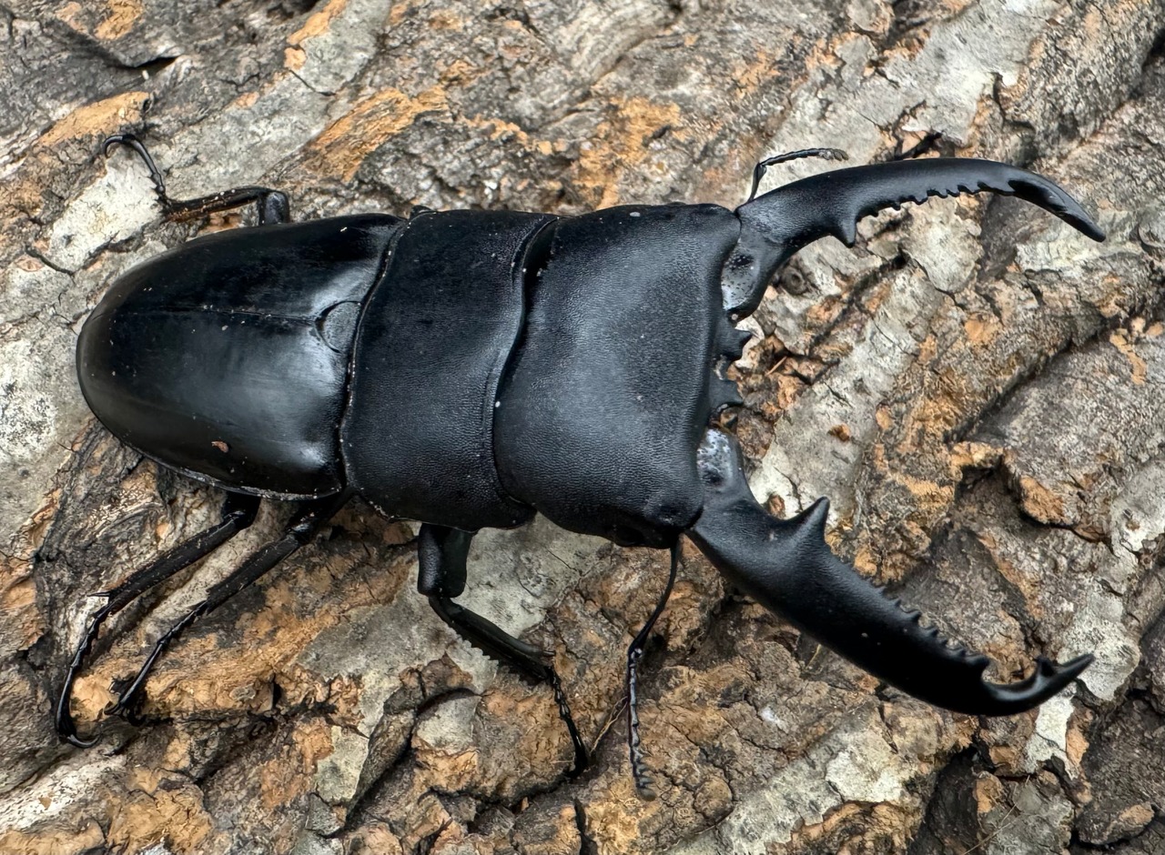 【WD】新産地《パラワンオオヒラタクワガタ ロハス産 90.5mm ペア》