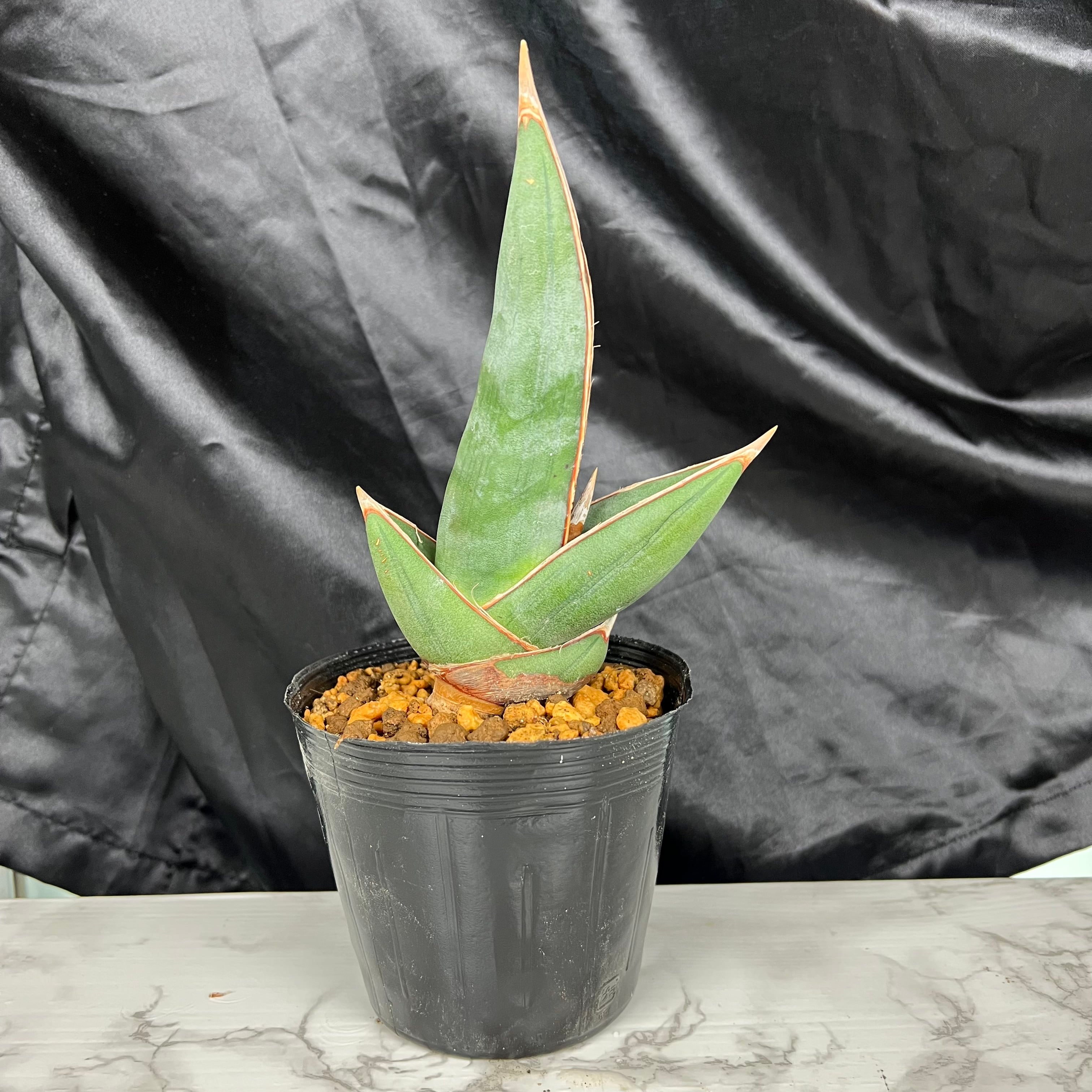 希少種 サンスベリア ゴールデンウェンディ Sansevieria golden wendy