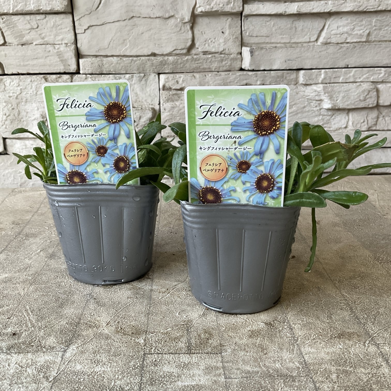 フェリシア キングフィッシャーデージー 3寸ポット | 橋本種苗園