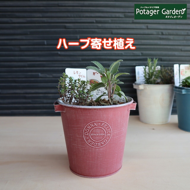 ハーブ 寄せ植え Donna S 赤 苗2個 育てる 使う テーマ で選ぶ ハーブの寄せ植え 苗 セット ブリキプランター かわいい 寄せ植え ハーブティー ハーブガーデン 観葉植物 送料無料 バジル ローズマリー ミント 花苗 苗木 家庭菜園 女子力 鉢植え 土 ハーブ苗の ハーブ 寄せ植え Donna S 赤 苗2個 育てる 使う テーマ で選ぶ ハーブの寄せ植え 苗 セット ブリキプランター かわいい 寄せ植え ハーブティー ハーブガーデン 観葉植物 送料無料 バジル ローズマリー ミント 花苗 苗木 家庭菜園 女子力 鉢植え 土 ハーブ苗の