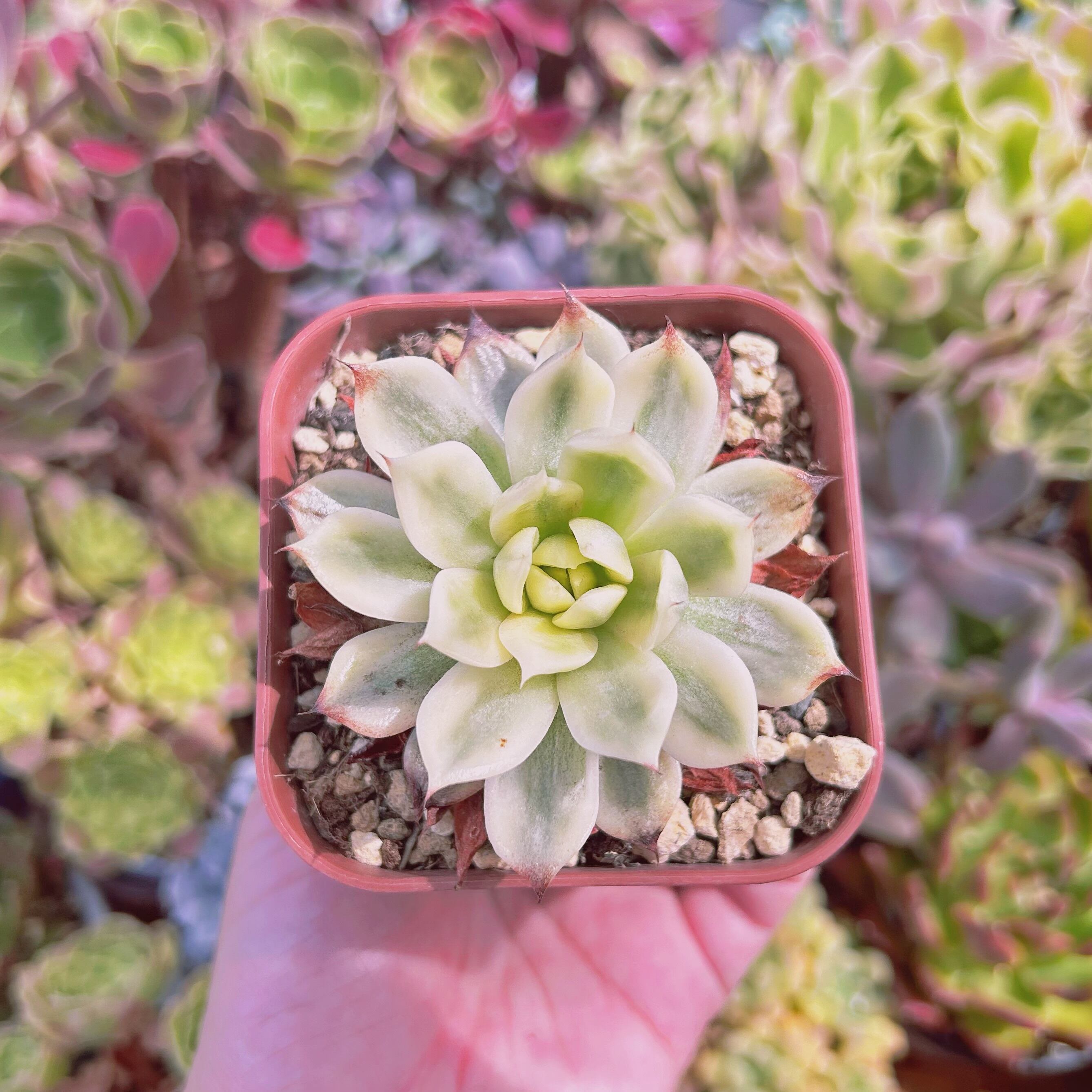 現物　多肉植物　夢蝶錦　抜き苗