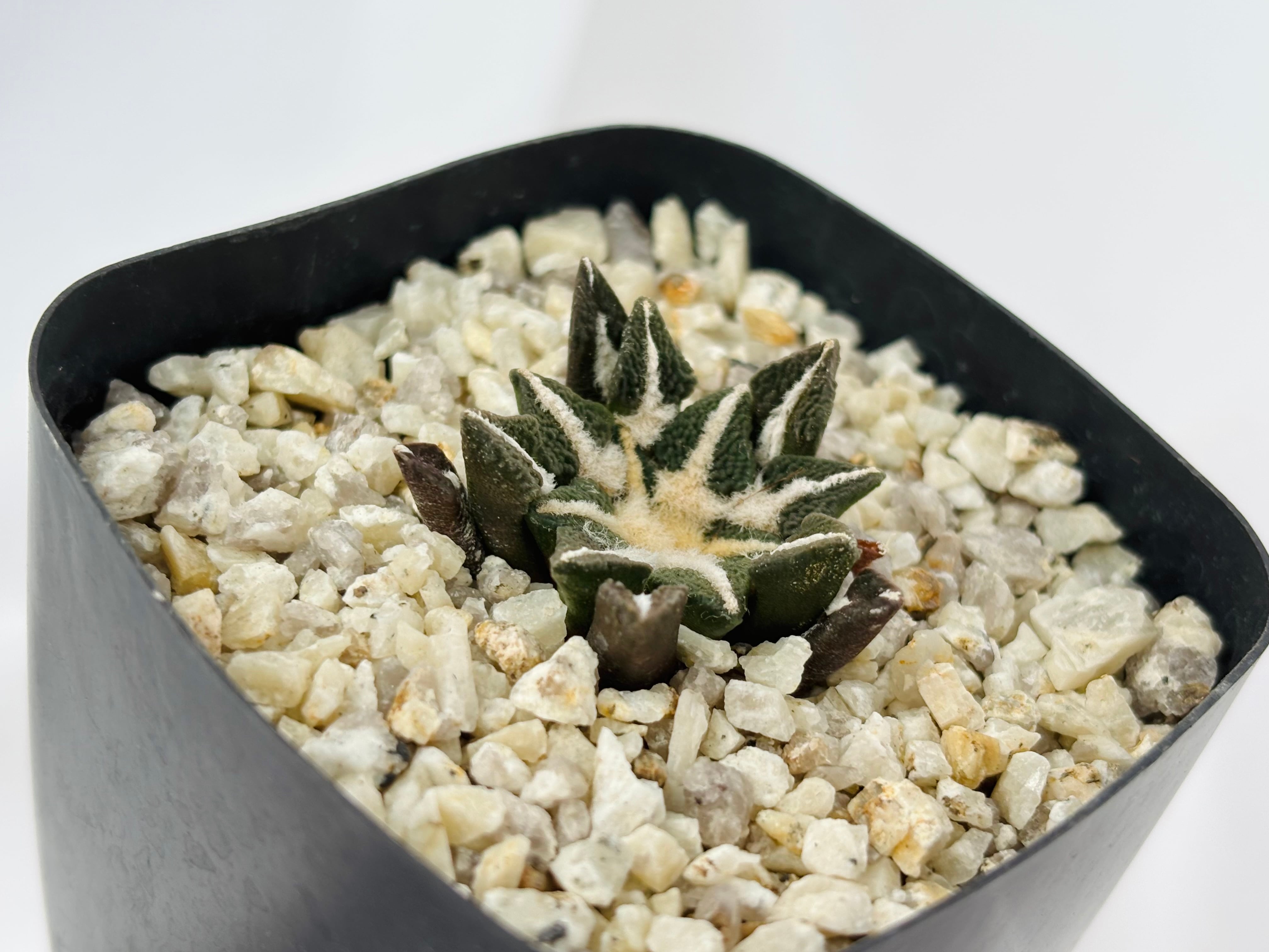 Ariocarpus kotschoubeyanus アリオカルプス 大疣黒牡丹 サボテン