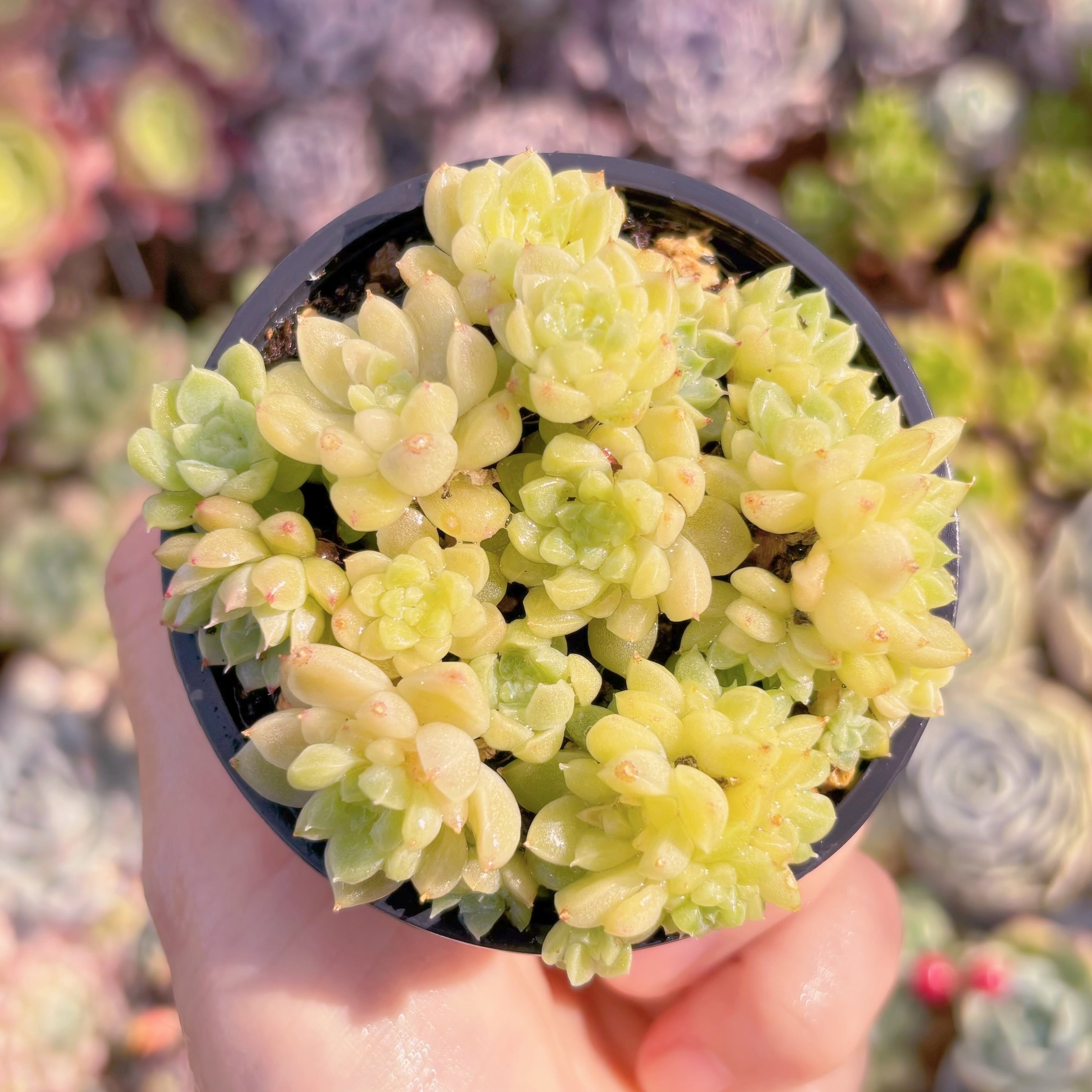 現品　宝石姫#F060　るる農園