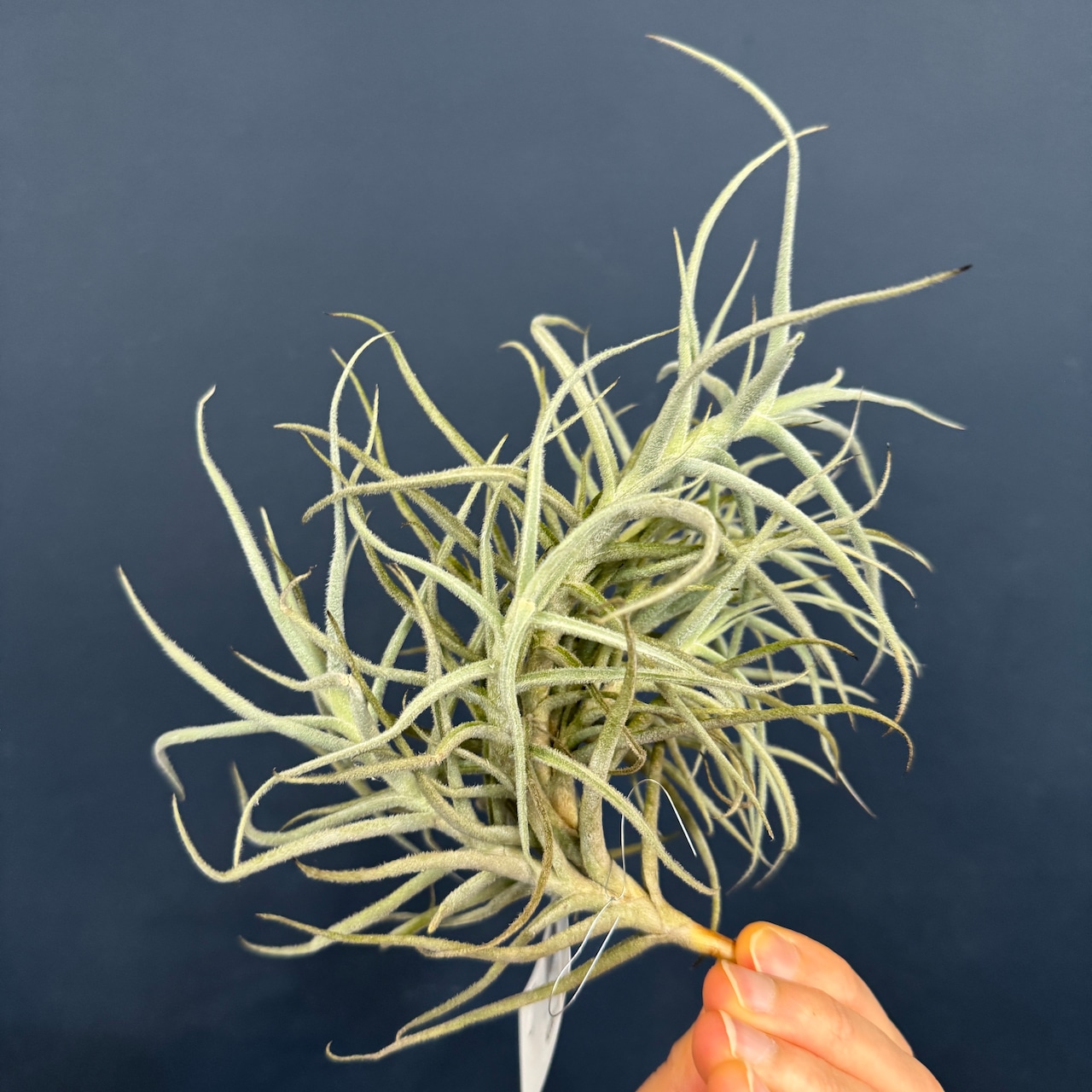 チランジア パレアセア【47】