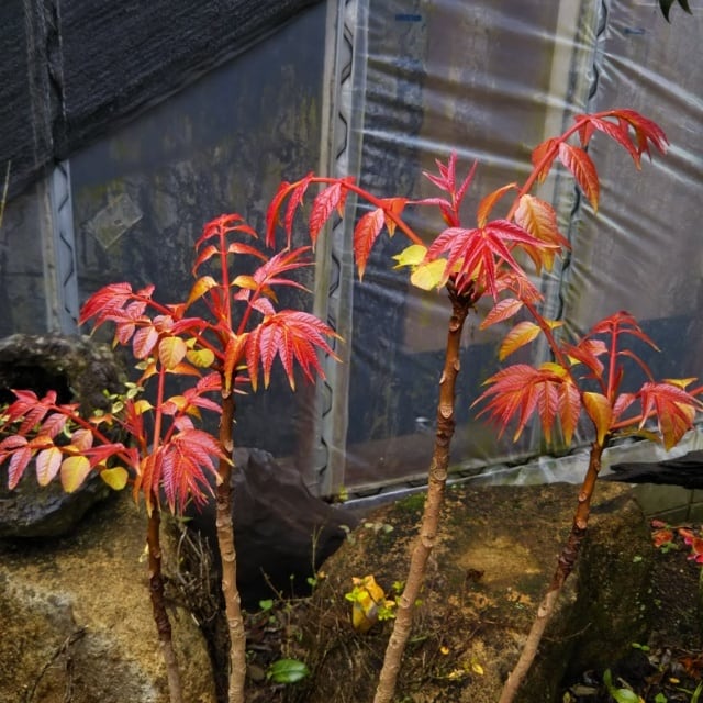 斑入り中国タラの木・チャンチン10.5cmポット苗 hanazukin（花ずきん） 農家直送の花苗・シンビジュームの花束